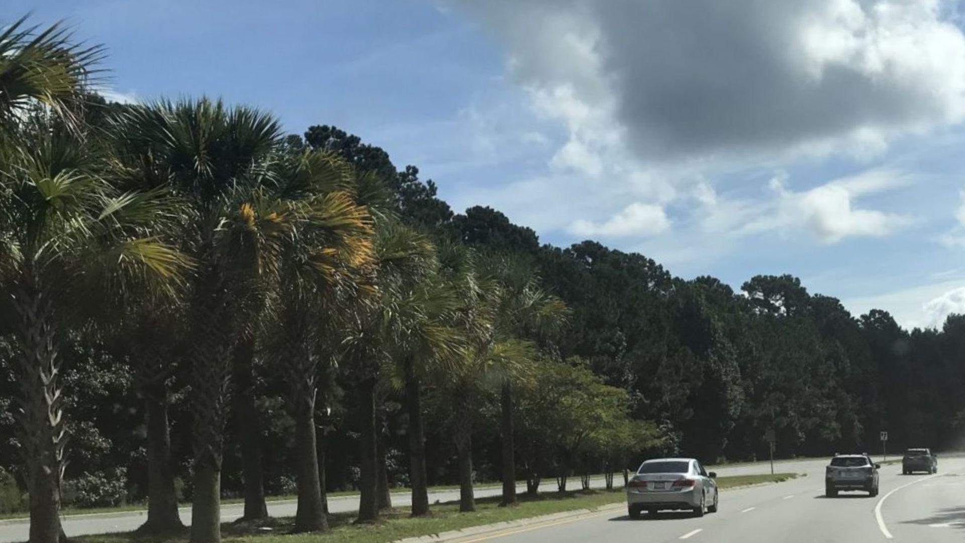 Palm tree lined coastal highway with cars driving on sunny Lowcountry road