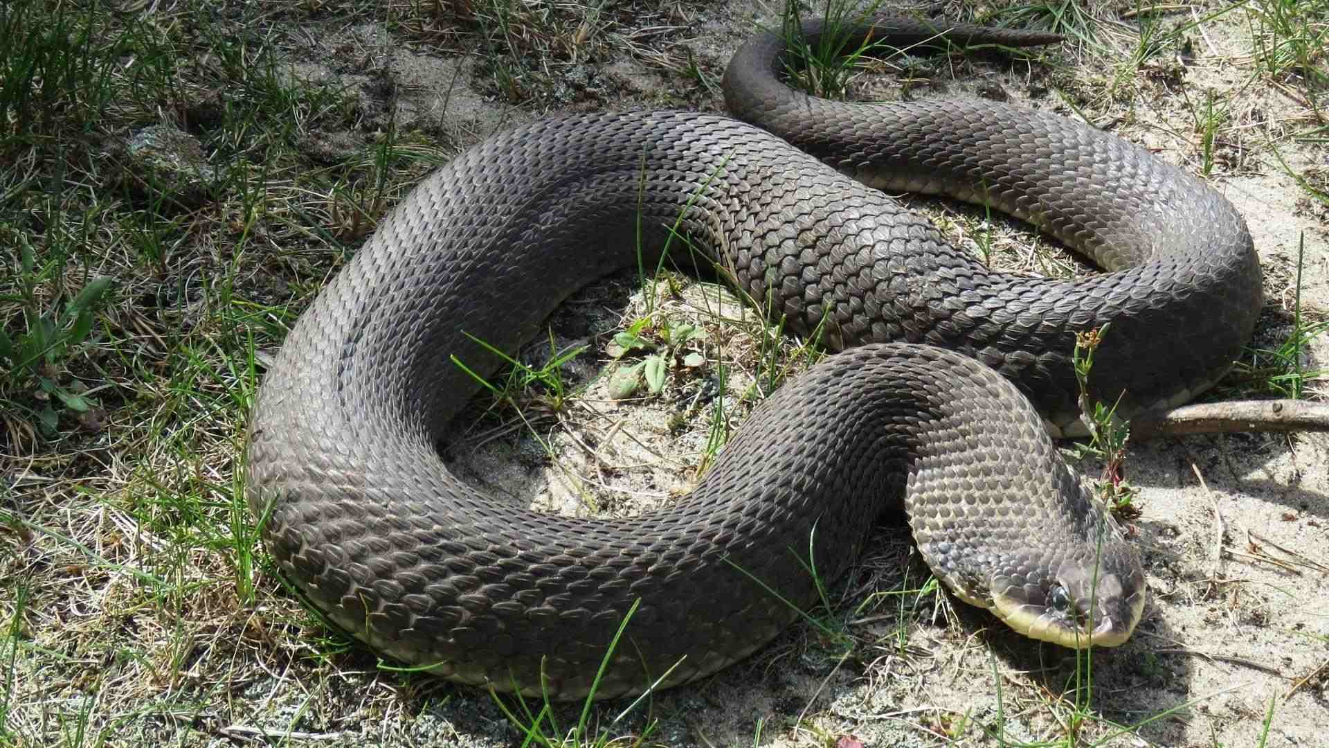 Eastern hognose snake coiled on sandy grass with thick gray-brown scales and upturned snout