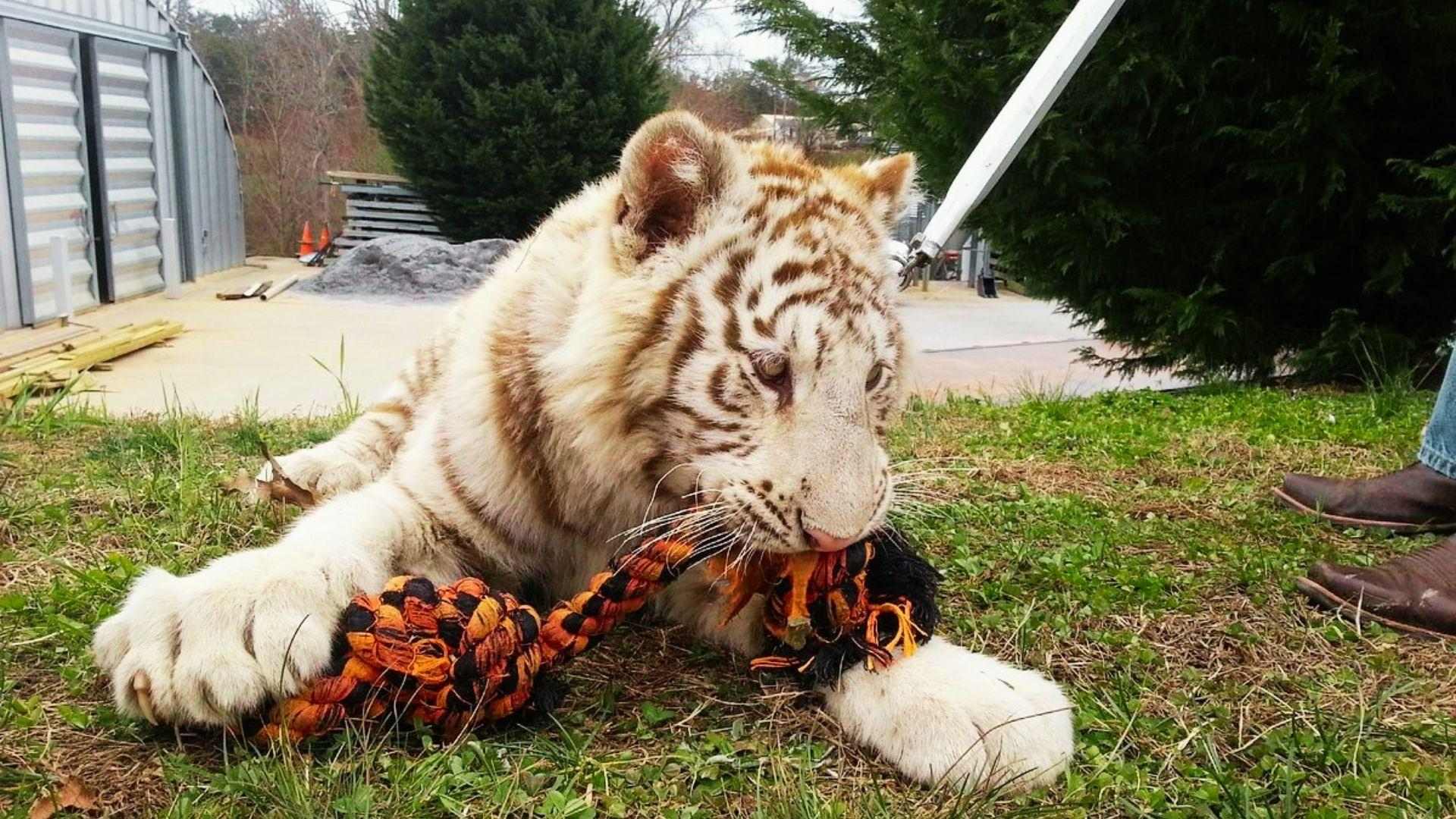 9. Visit Chestatee Wildlife Preserve & Zoo