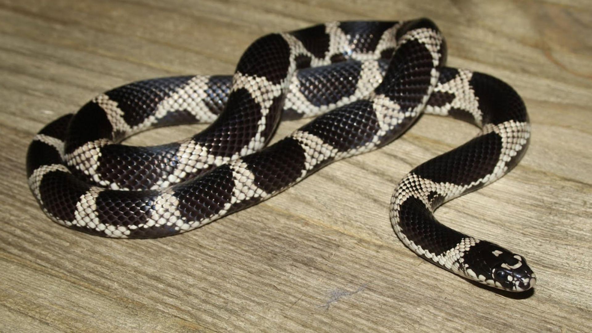 Eastern kingsnake with black and white bands coiled on weathered wood