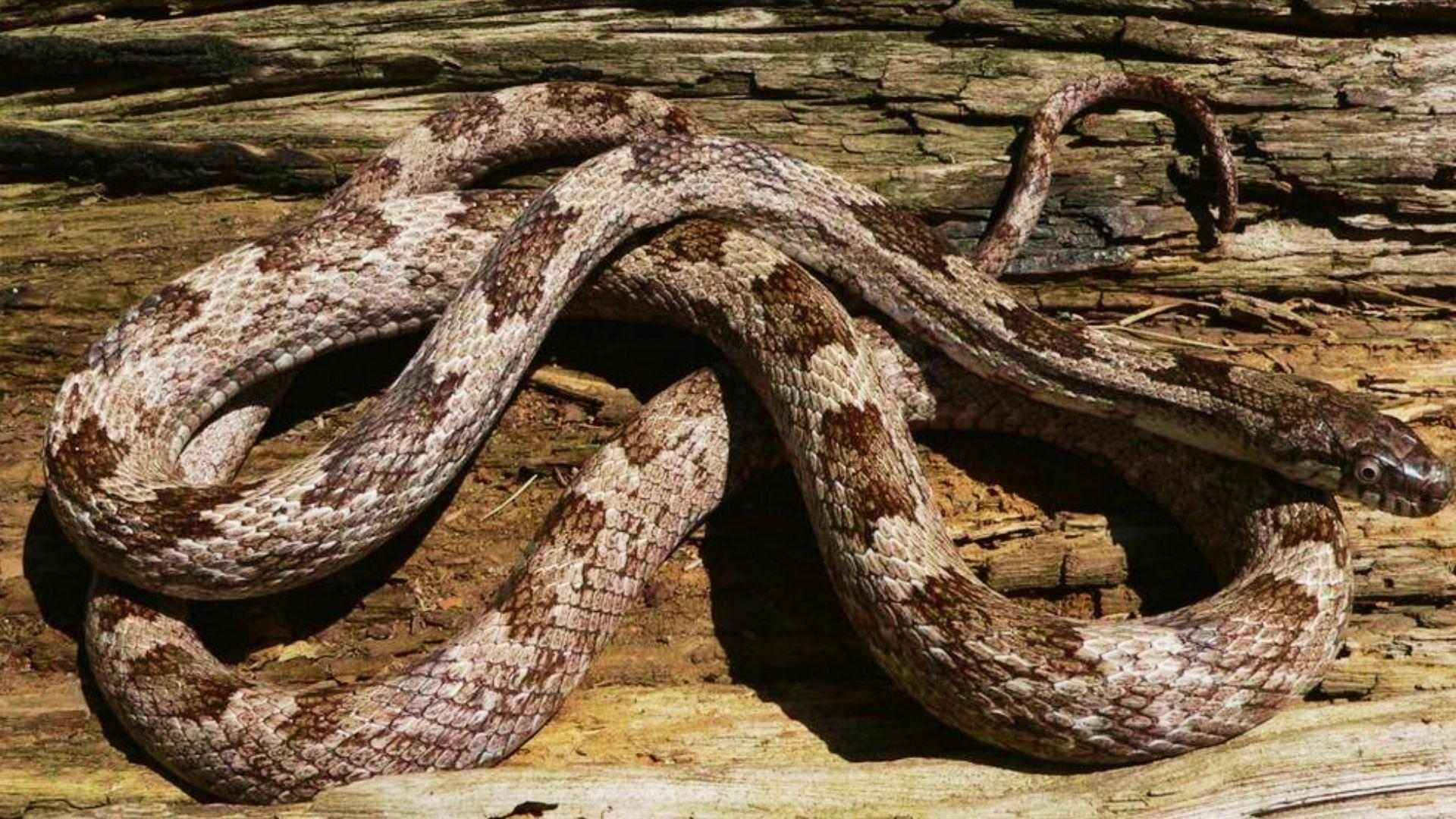 Gray rat snake with brown blotches coiled on weathered wood log