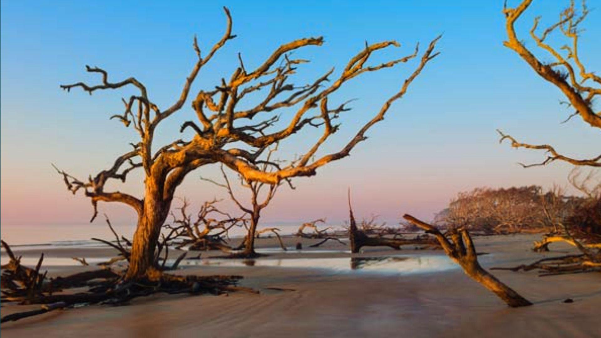Twisted driftwood trees on wet sandy beach at sunset with pink blue sky