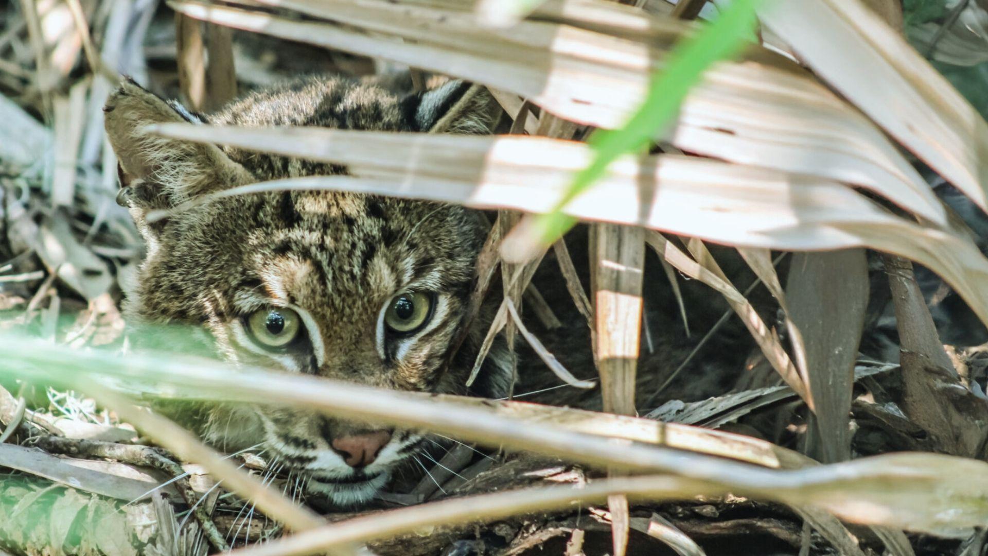Spotted bobcat kitten peeking through dry palm fronds with wide green eyes and alert ears