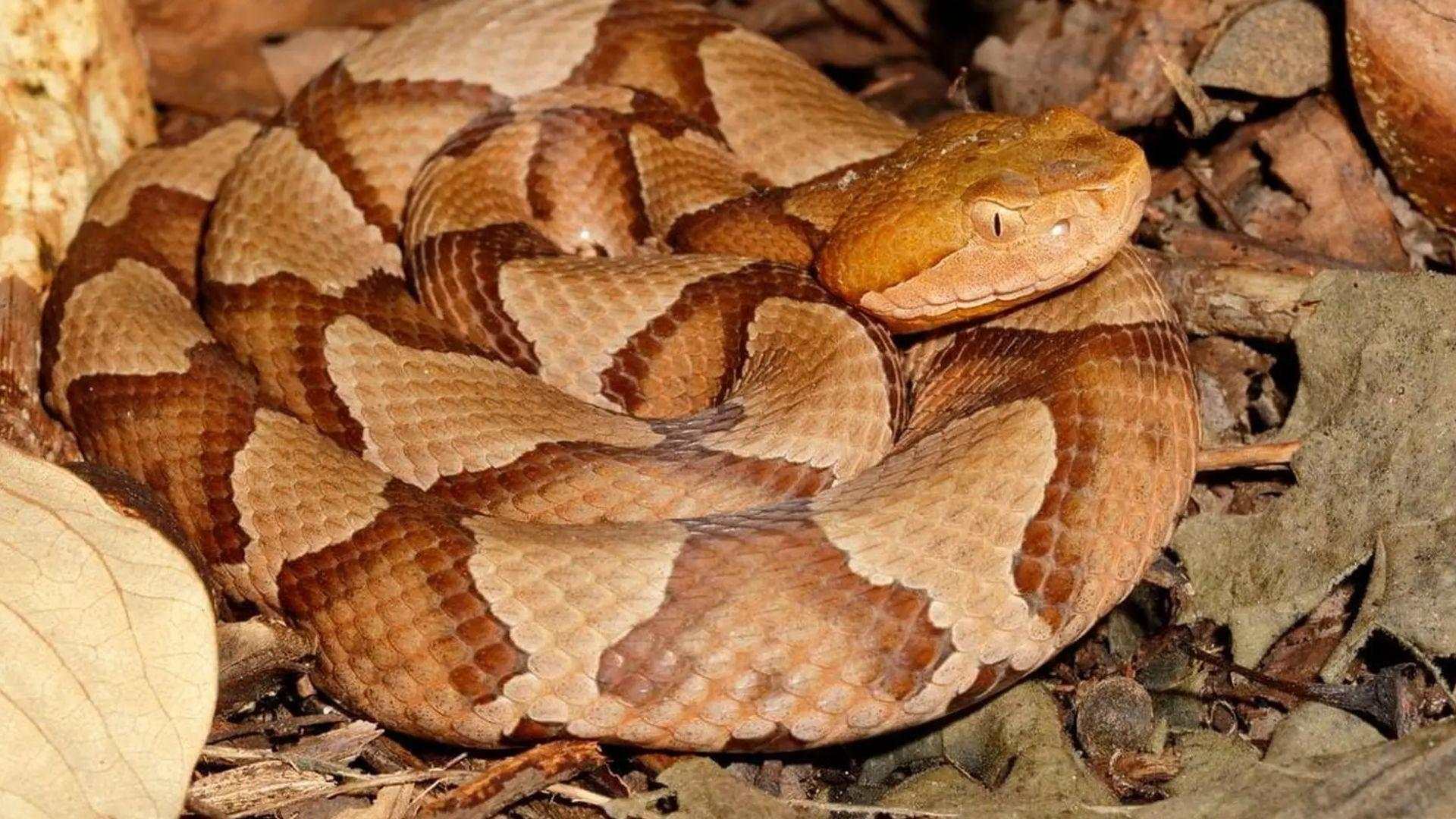 Copperhead snake coiled on forest floor among dry leaves with hourglass brown pattern