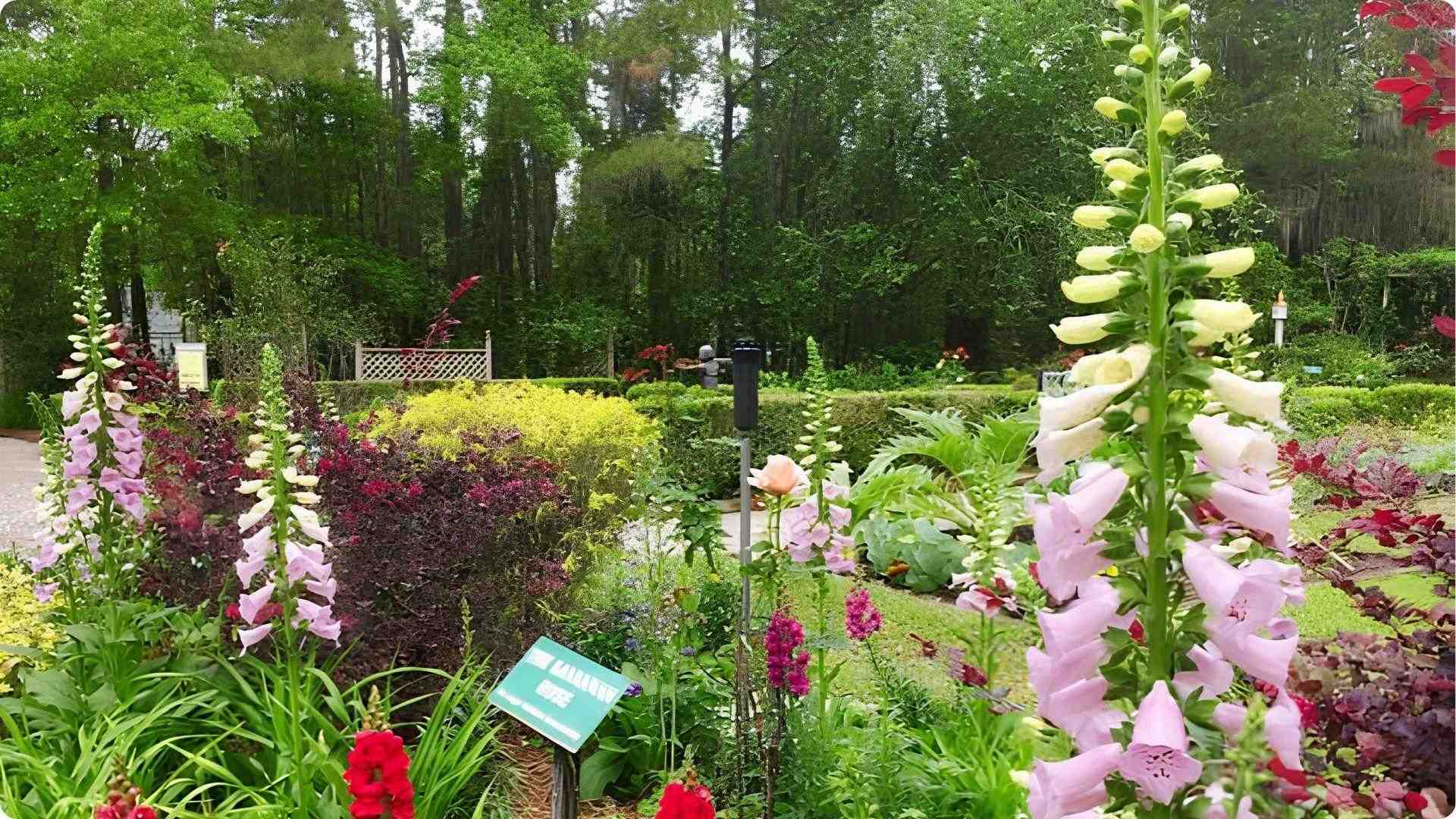 Colorful foxglove flowers blooming in Coastal Botanical Gardens near Savannah Georgia