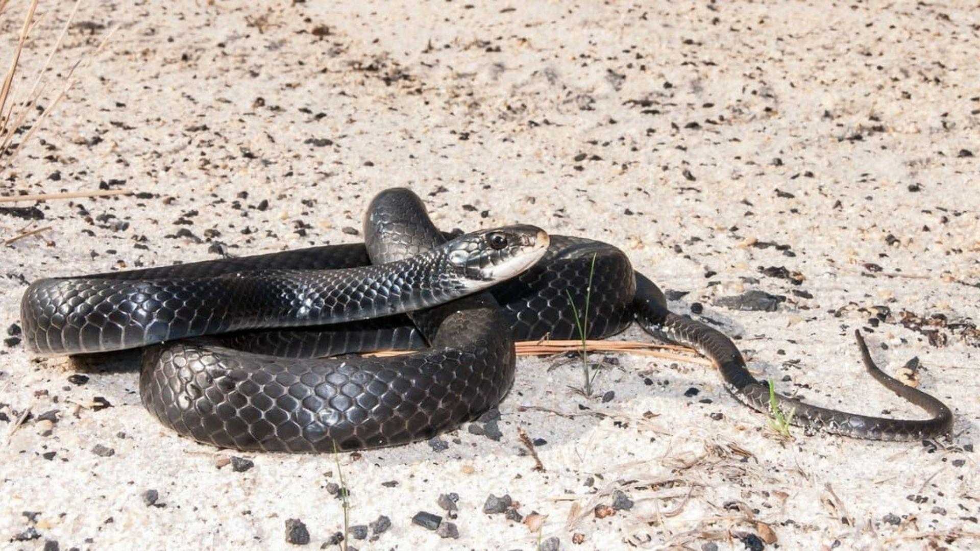 Southern black racer snake coiled on white sandy soil with glossy black scales and white chin