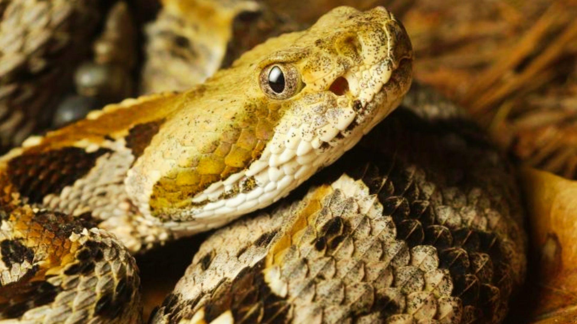 Close-up of timber rattlesnake head with brown patterned scales and vertical pupil