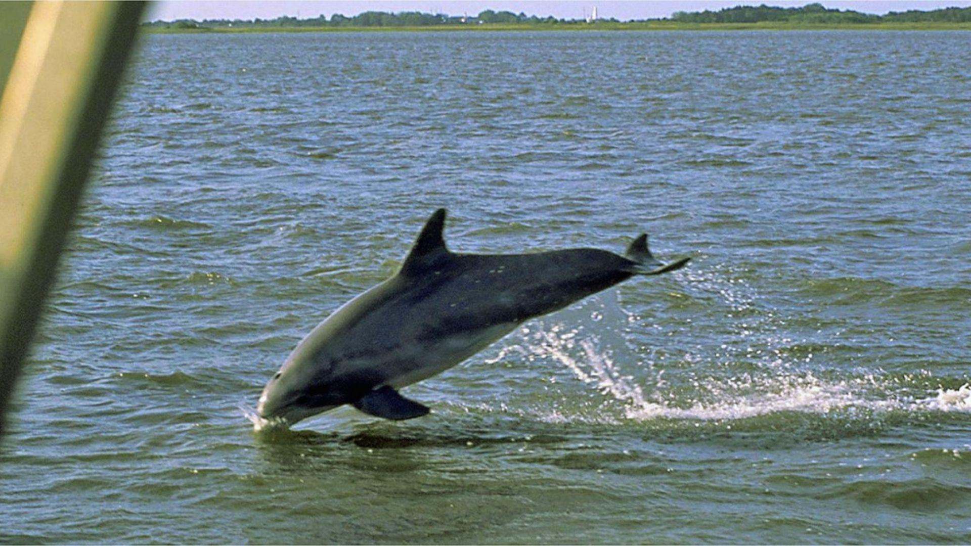 Dolphin leaping out of water with splash, boat railing visible and distant shoreline beyond