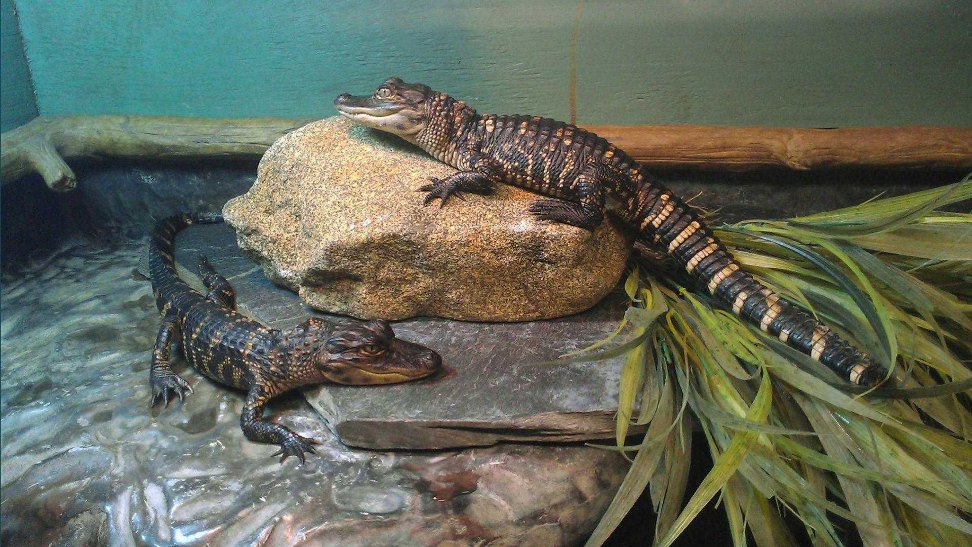 Two young alligators resting on rock and stone platform beside green foliage in enclosure
