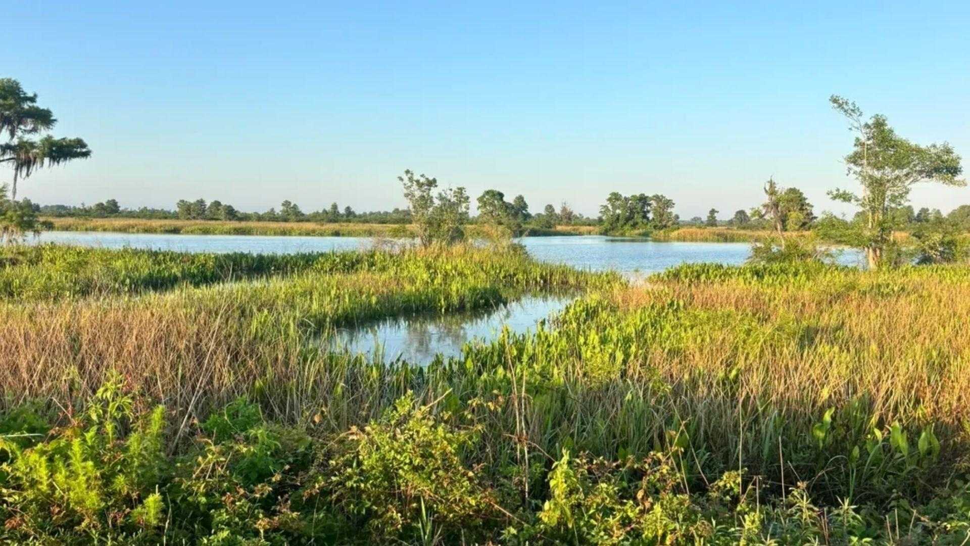 Sunlit marsh wetland with green reeds, golden grasses, calm water pools under clear blue sky