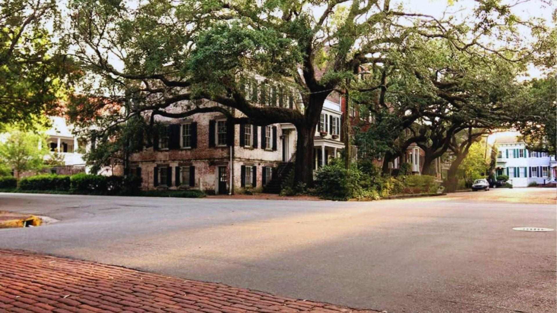 Massive moss-draped live oak trees arching over historic brick townhouses at quiet Savannah intersection today.