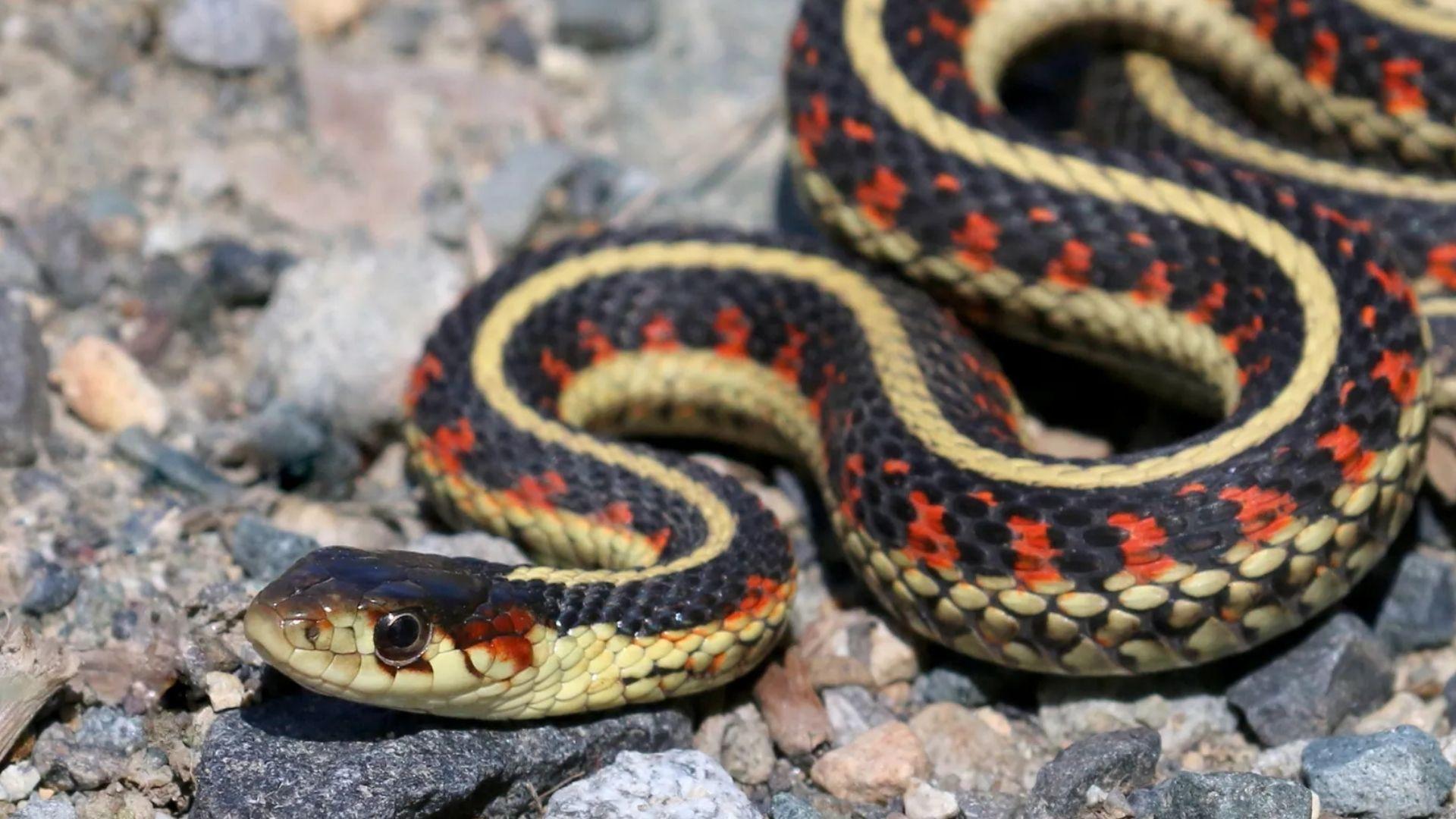 Valley garter snake with yellow stripe and red spots coiled on gravel rocks