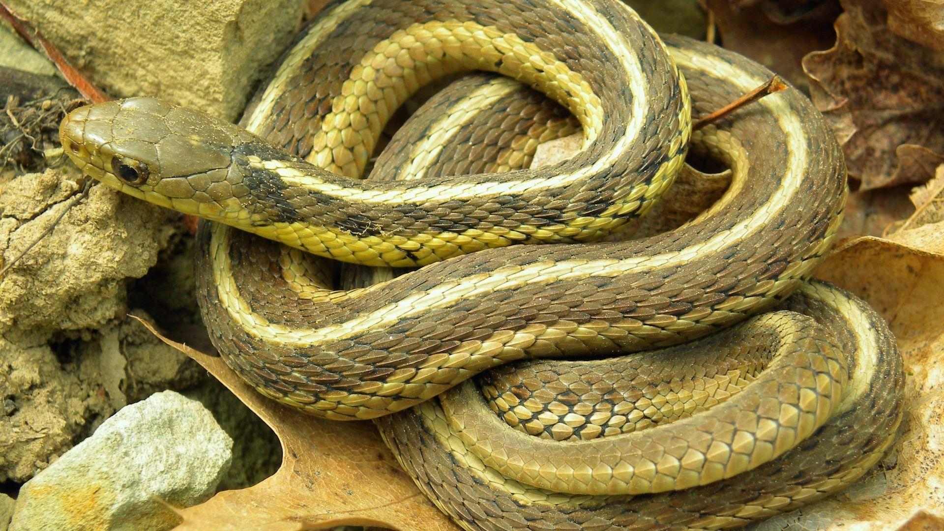 Brown and yellow striped garter snake coiled on dry leaves and rocks, head raised looking left