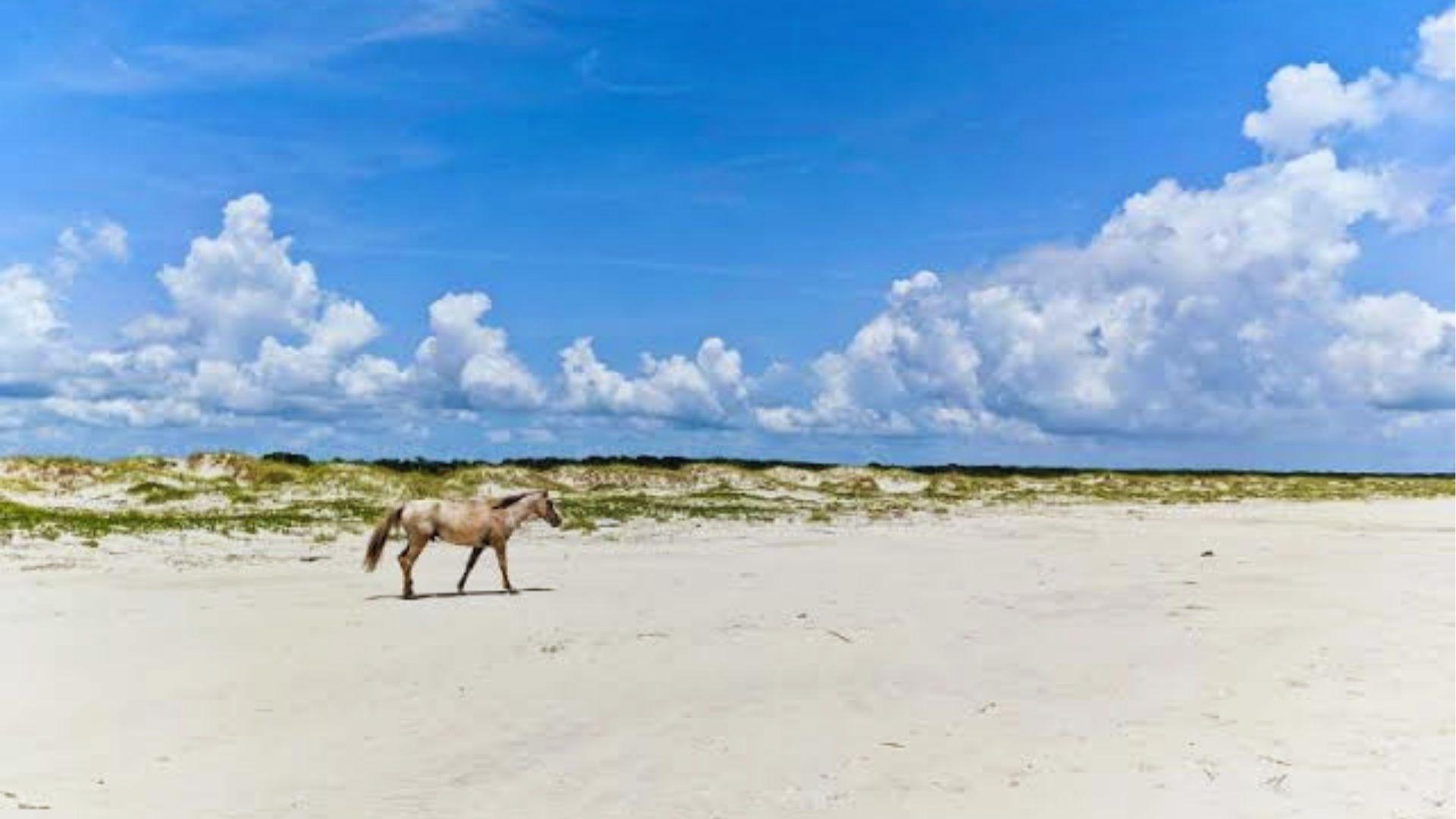 Horse walking alone across a wide white sandy beach with dunes and blue cloudy sky beyond.