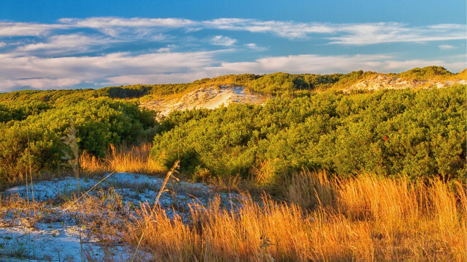Coastal dunes covered with green shrubs and golden sea oats under bright blue cloudy sky.