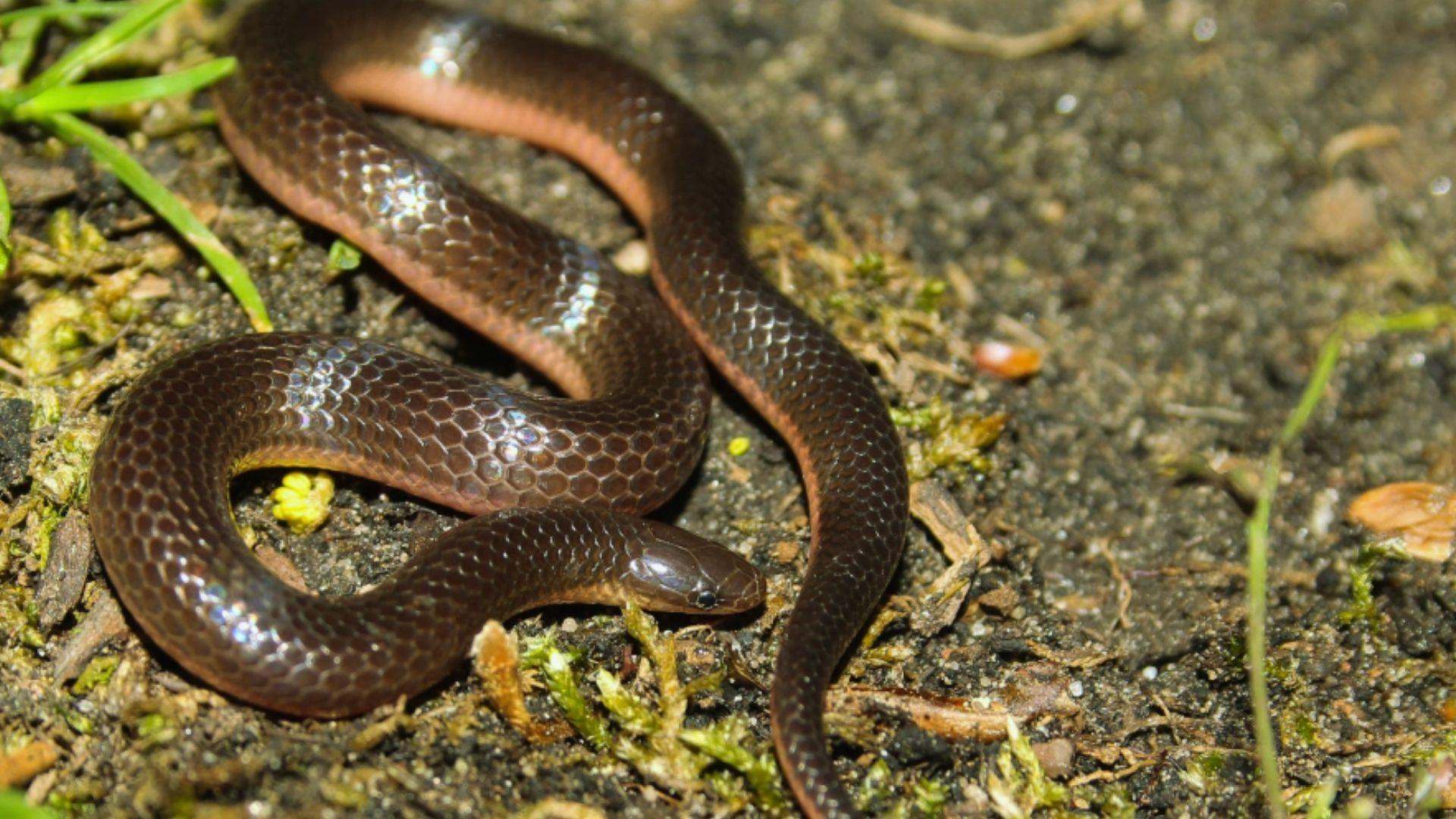 Small glossy brown worm snake with pinkish belly coiled on damp soil and moss