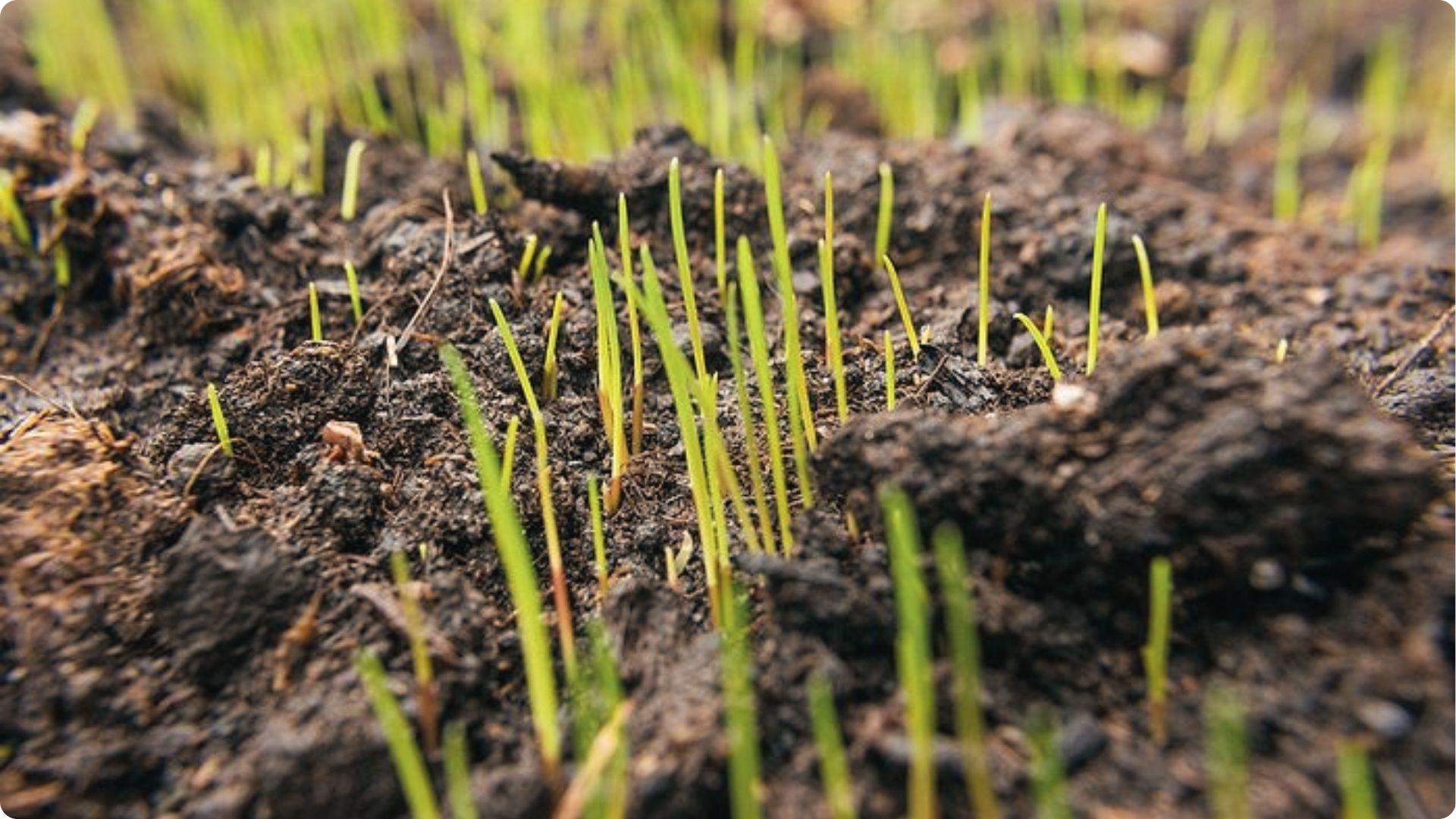 Close-up tiny grass seedlings emerging from dark Georgia soil during early spring planting season.