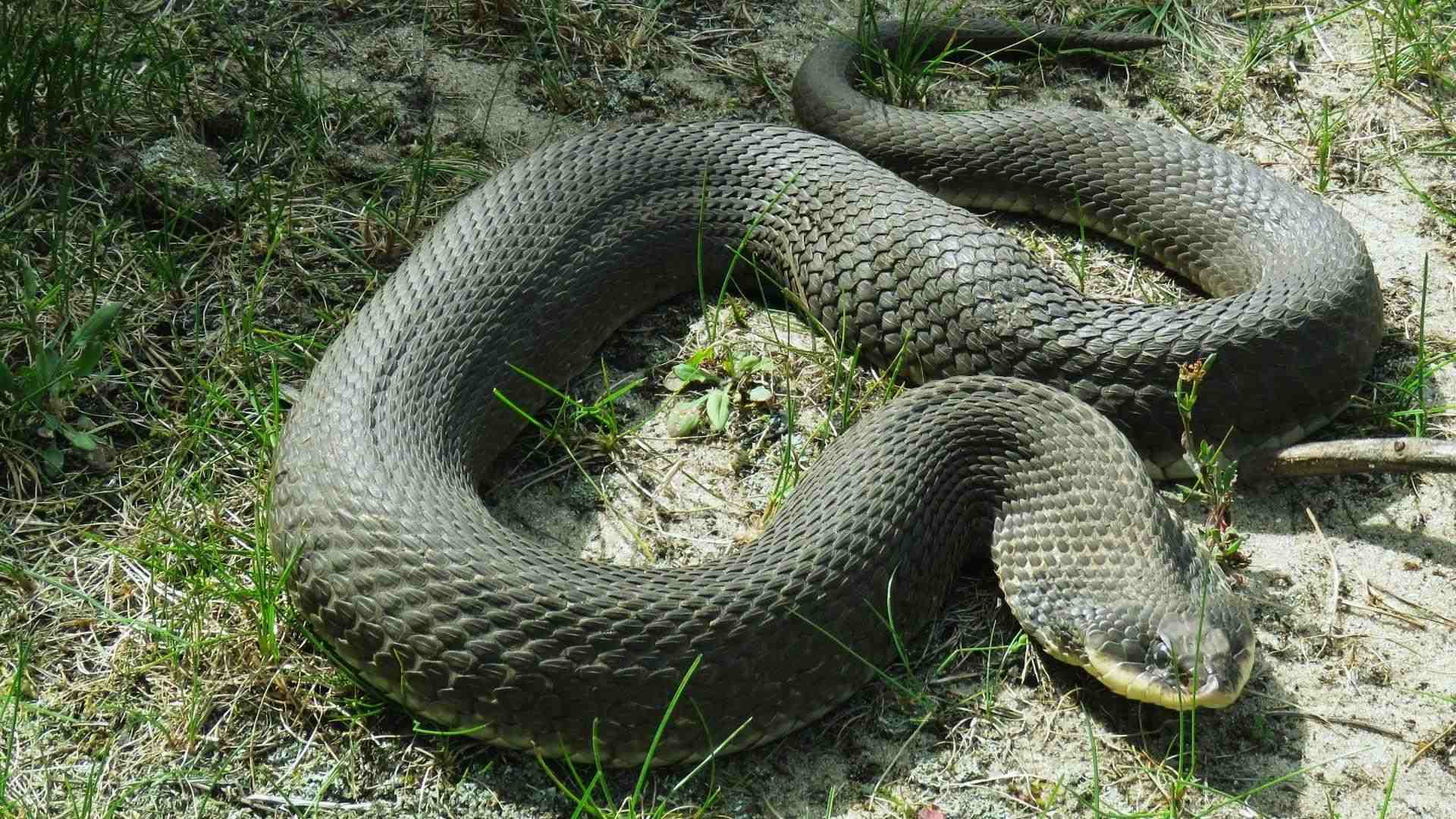 Large dark gray eastern hognose snake with upturned snout coiled on sandy grass, pale yellow chin