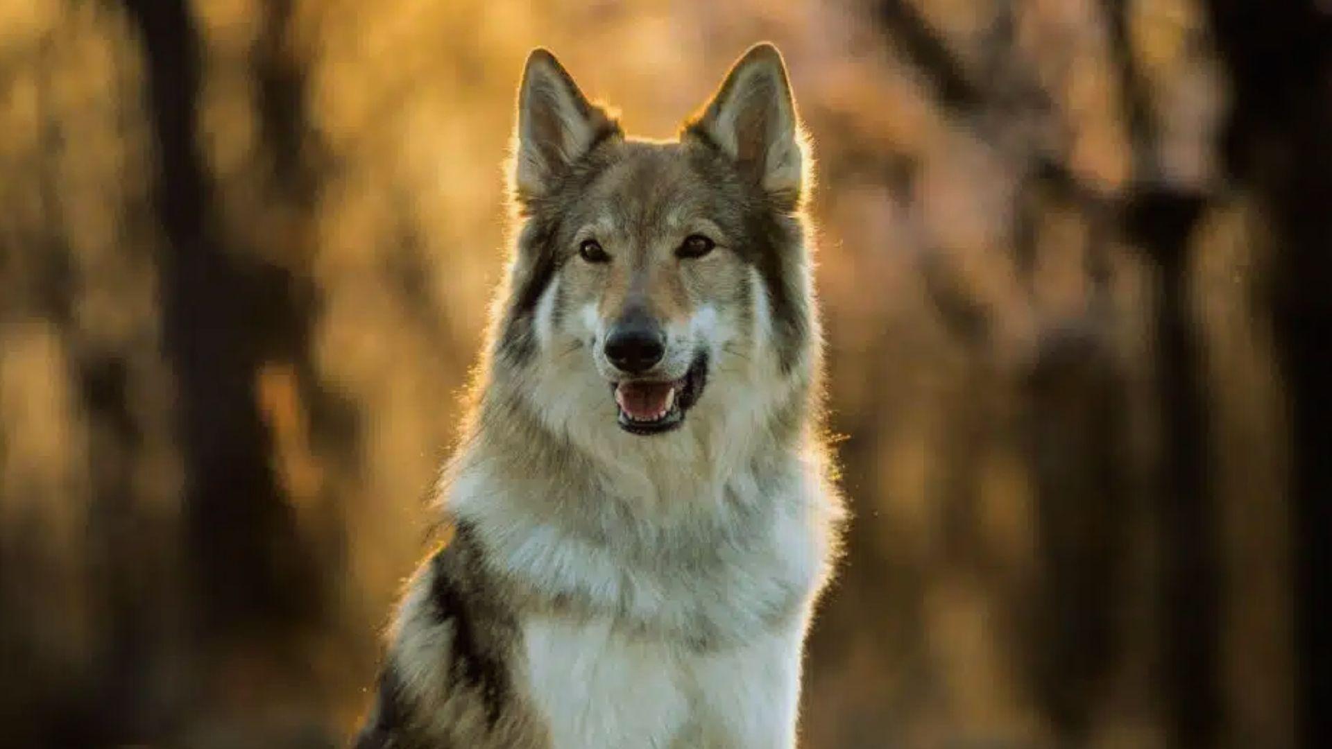 Light brown and gray wolfdog sitting alert at sunset with mouth open, warm golden backlight