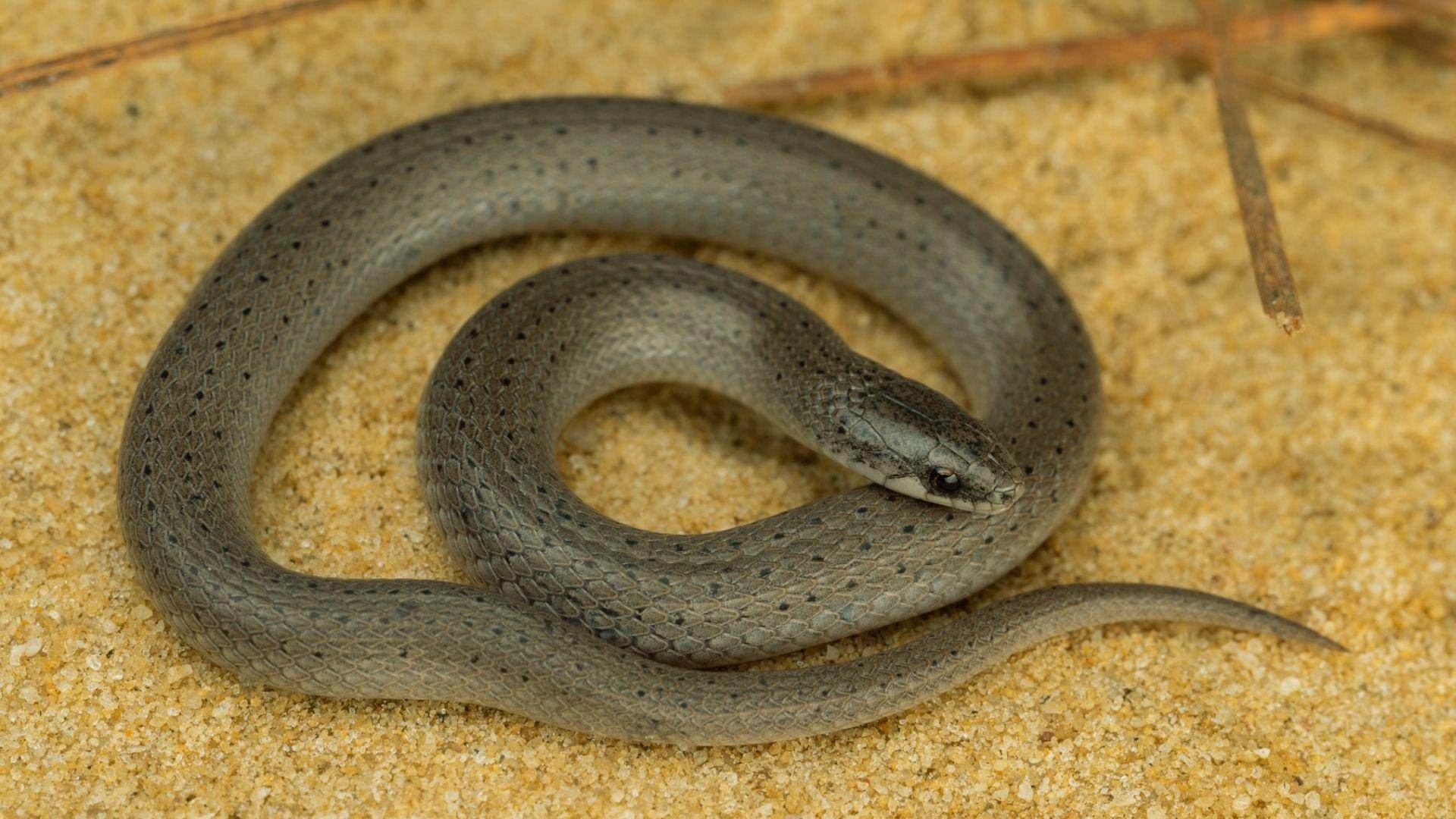 Small gray-brown speckled snake coiled on sandy ground with pine needles nearby, head raised