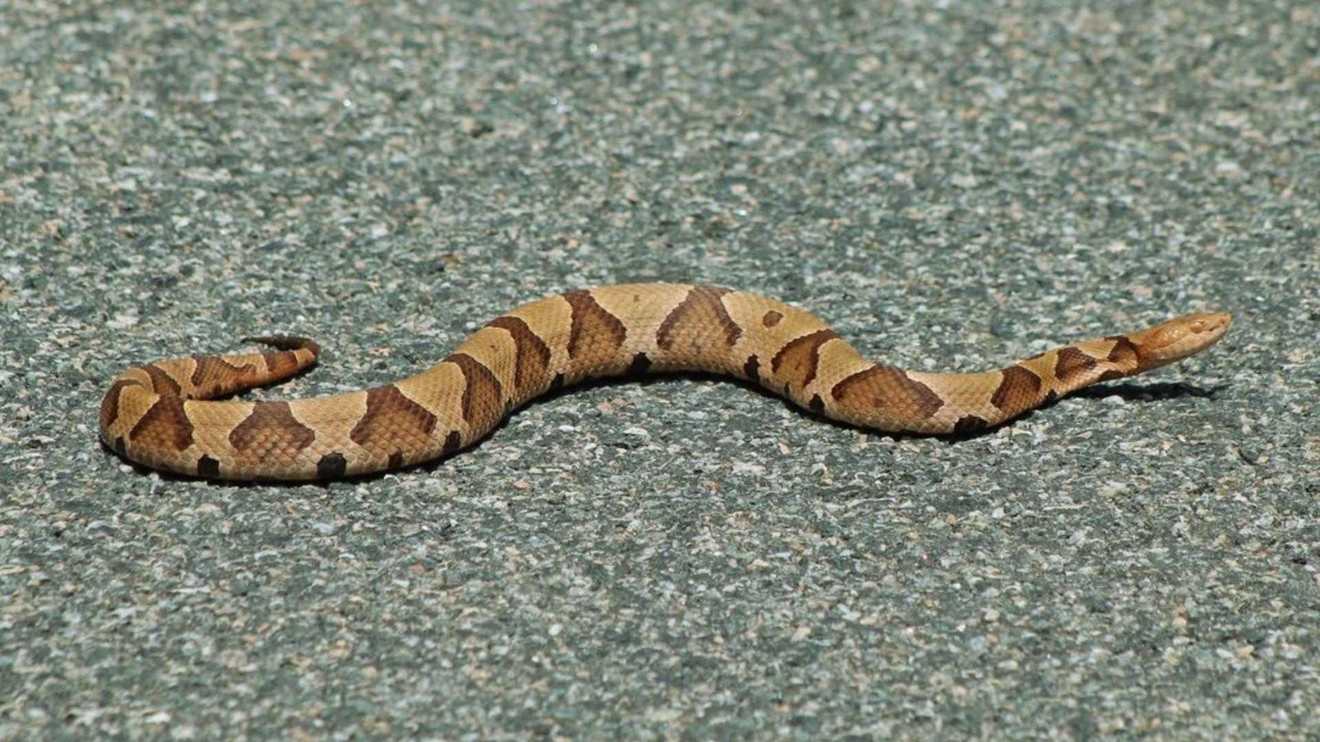 Tan and brown patterned copperhead snake slithering across gray asphalt road in sunlight