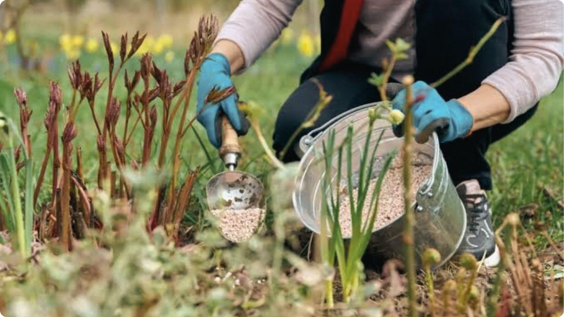 Gardener in gloves adding fertilizer from a bucket to prepare Georgia soil for grass seed planting.