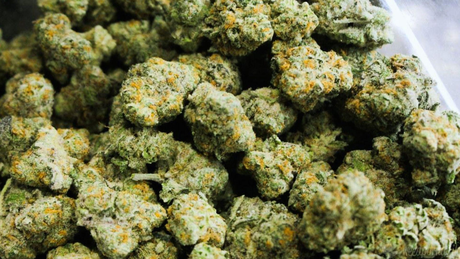 Close-up pile of dense, frosty green cannabis buds with orange hairs and white trichomes