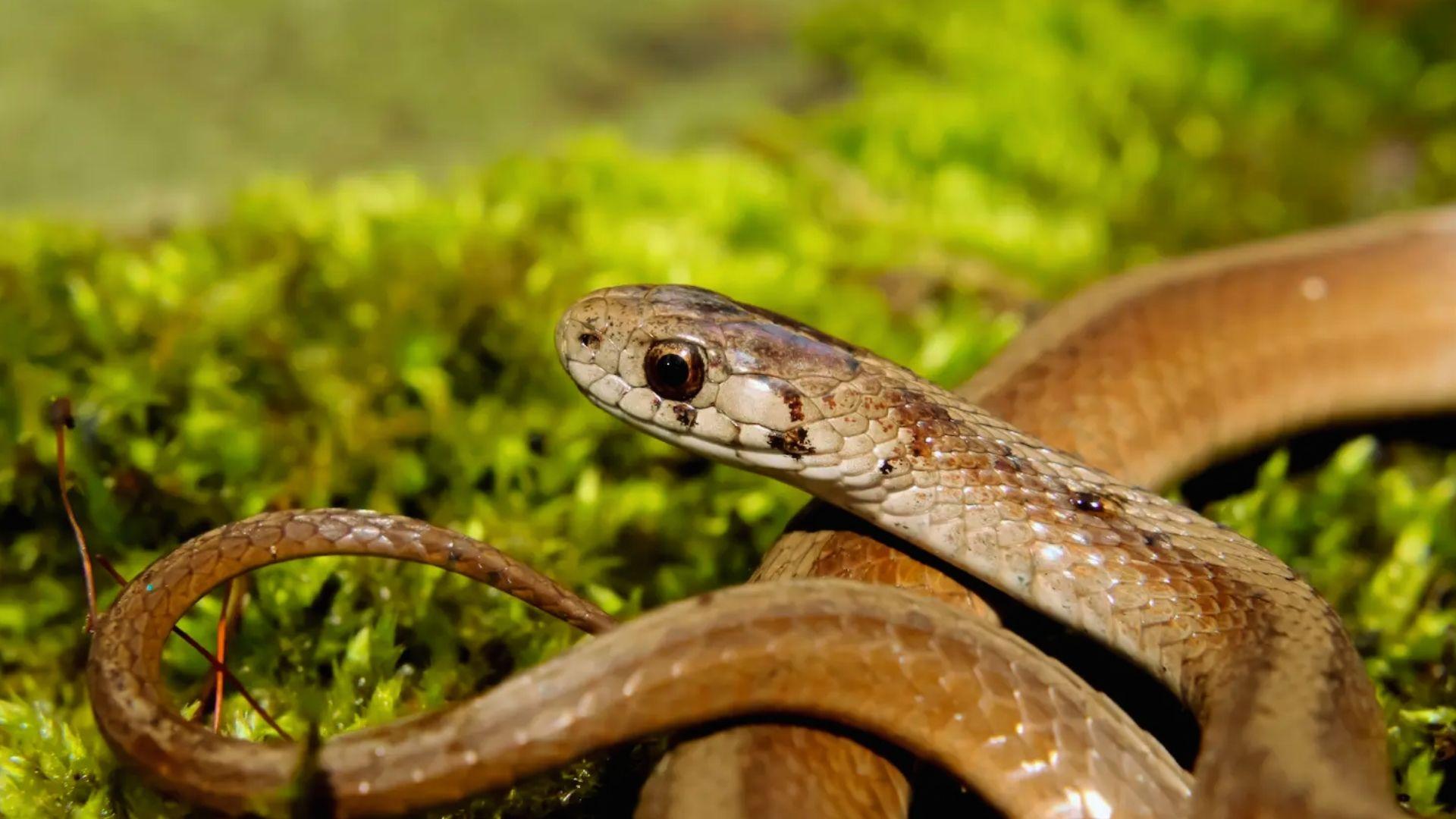 Small light brown snake with glossy scales coiled on bright green moss, head raised looking alert