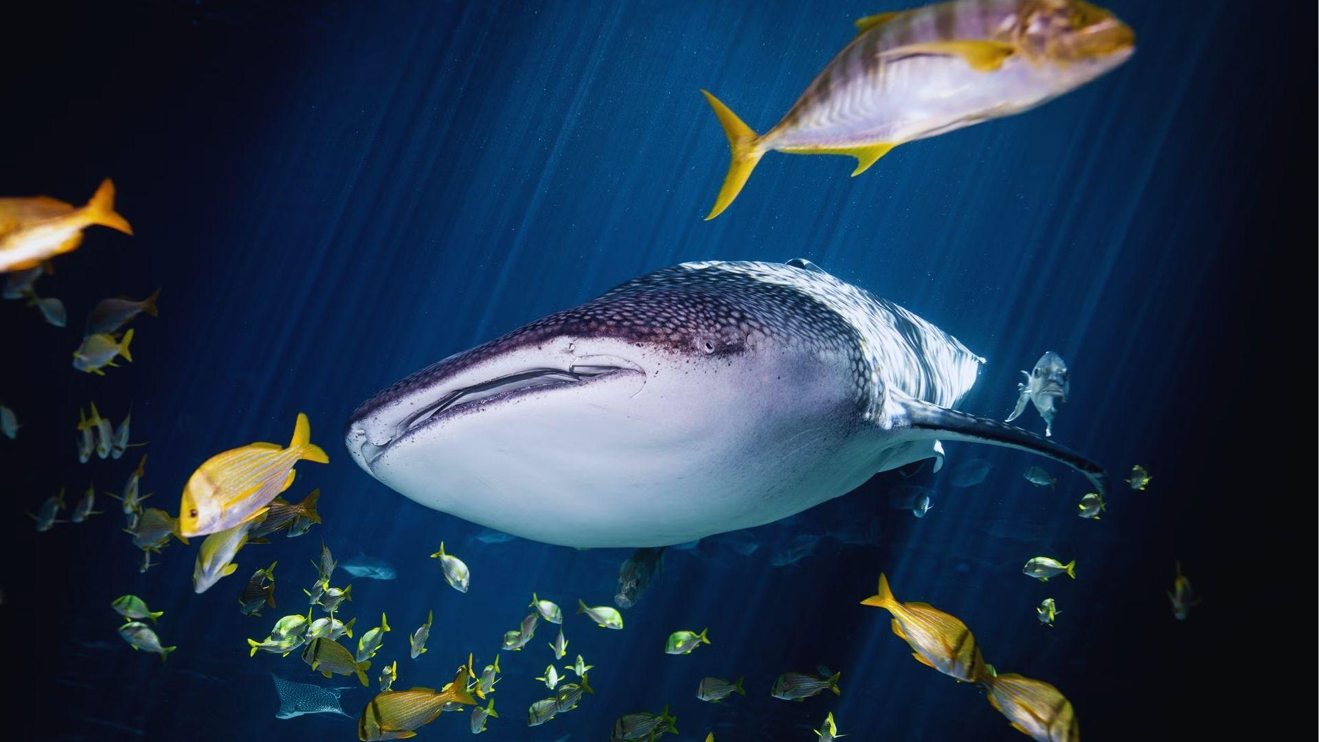 Whale shark surrounded by yellow-tailed fish illuminated by sunbeams streaming through dark blue ocean water.