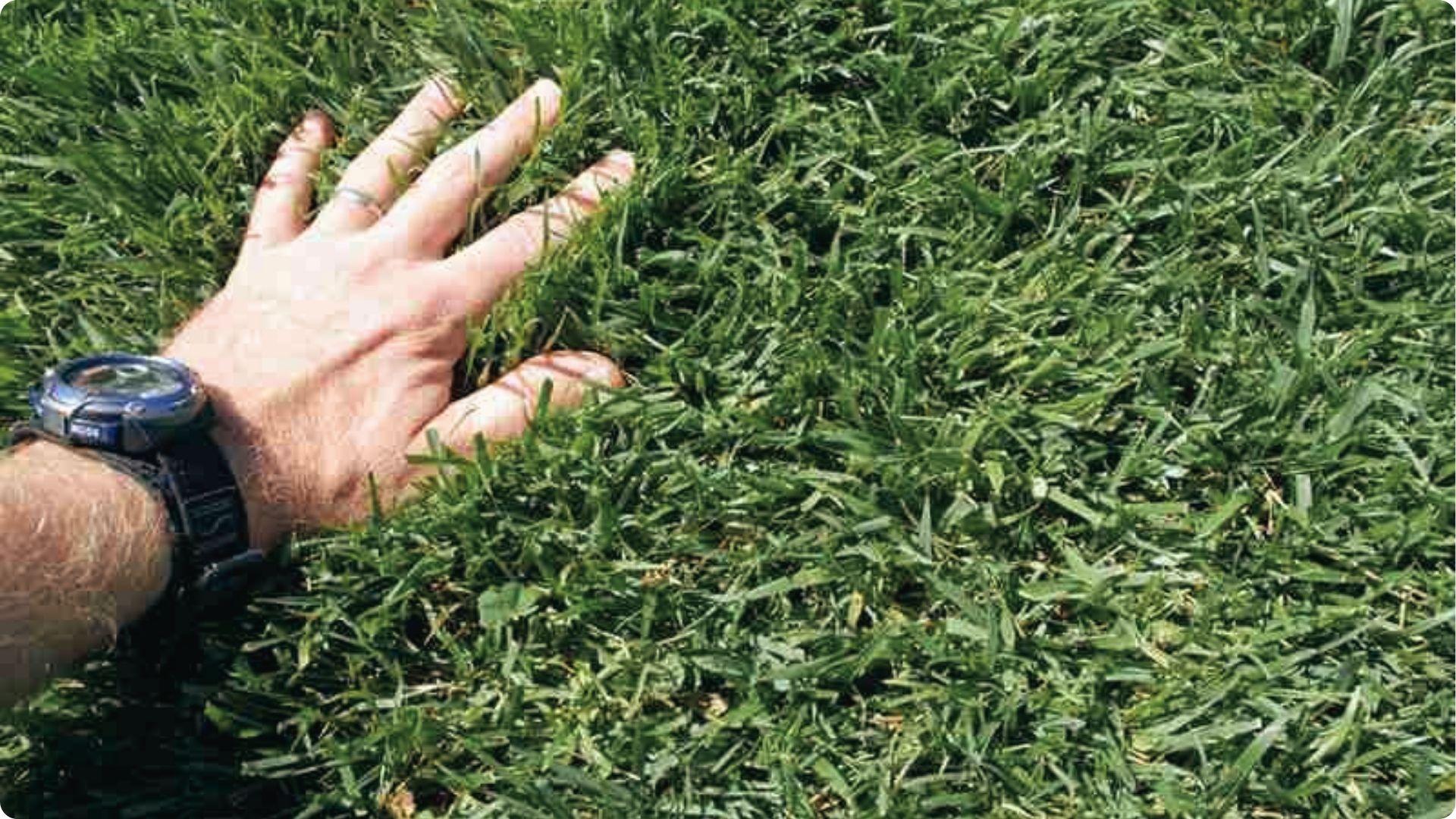 Hand feeling thick healthy green grass in Georgia showing results of planting at the correct season.