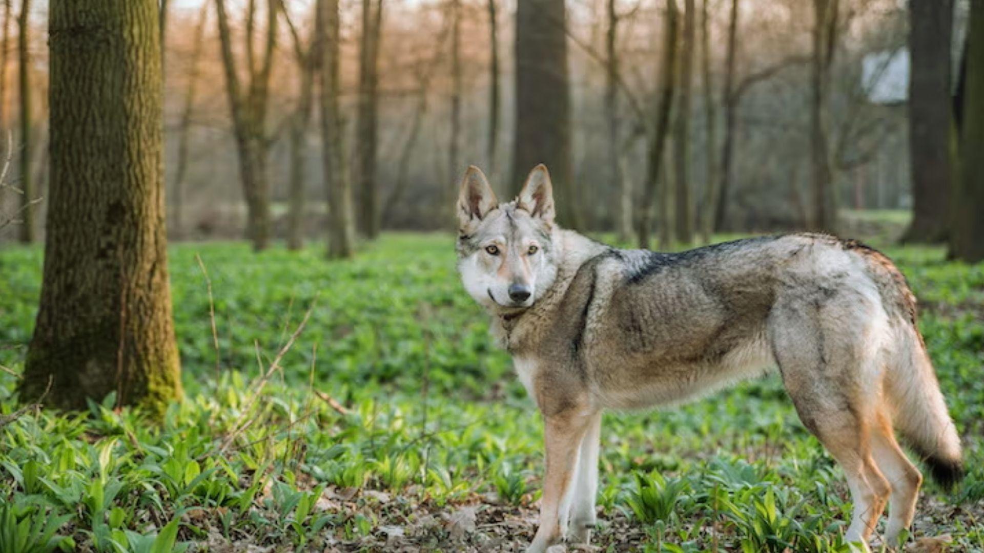 Light gray wolfdog with pointed ears standing alert among green forest undergrowth between tall trees
