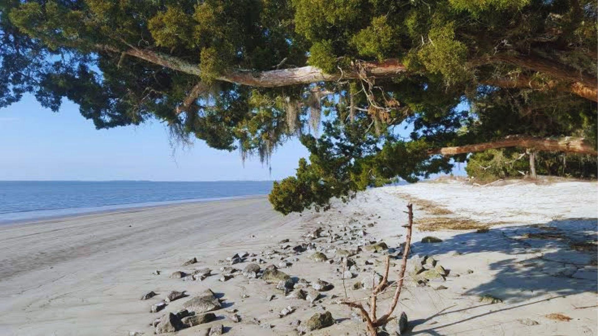 Sandy shoreline framed by leaning evergreen branch draped with Spanish moss overlooking calm blue ocean.