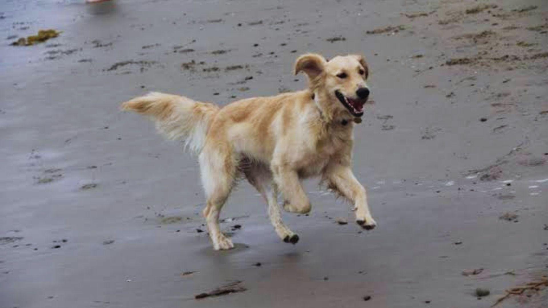 Golden retriever happily sprinting across wet sandy beach with mouth open and tail wagging energetically.