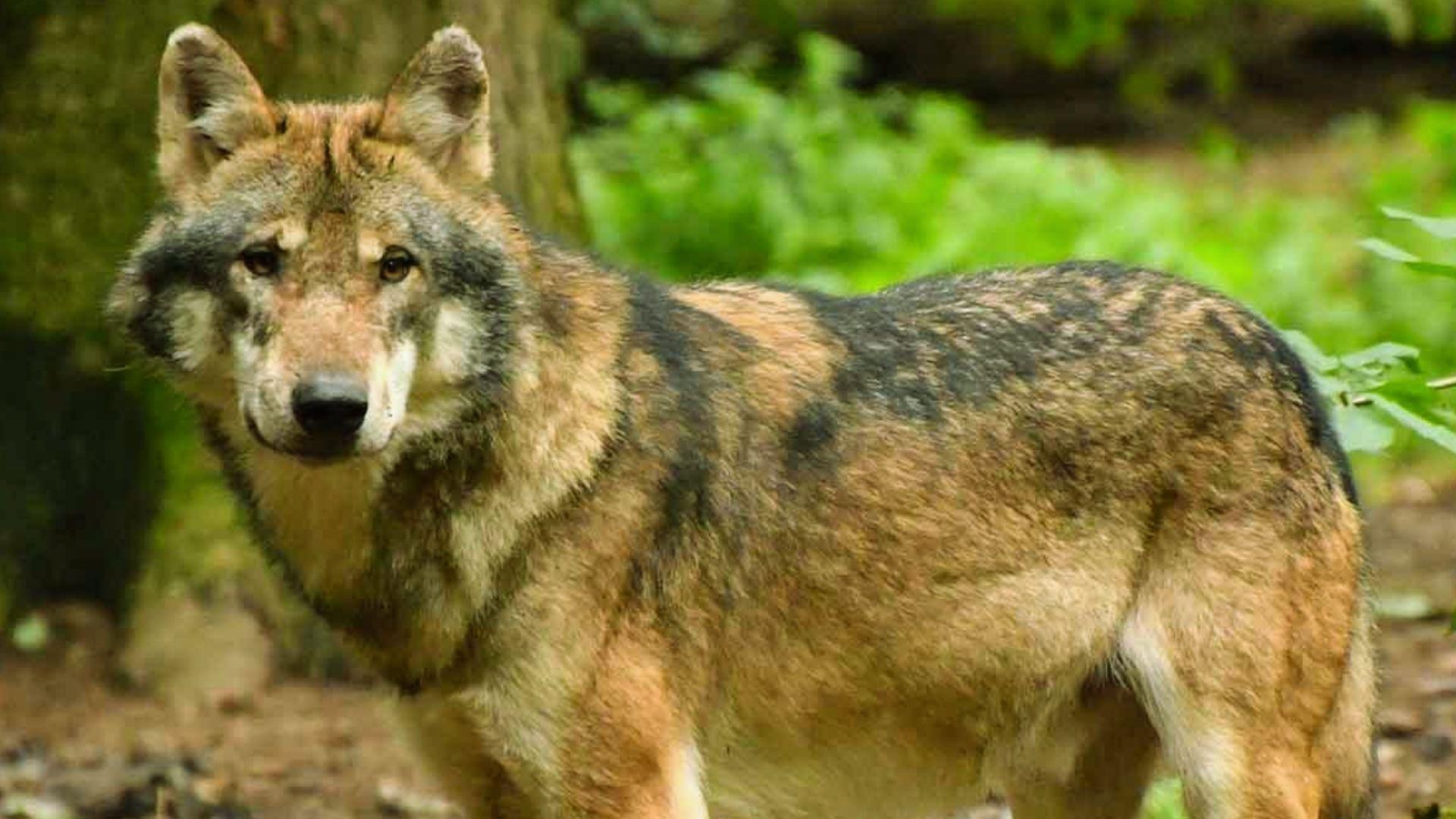 Brown and gray wolf with thick fur standing alert in forest, looking directly at camera