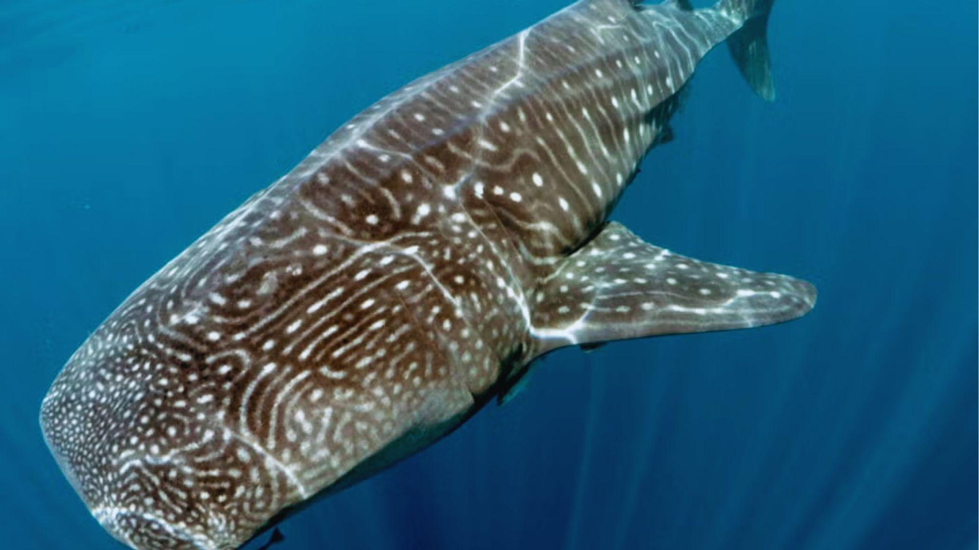 View of whale shark displaying distinctive white spots and stripes pattern against deep blue water.