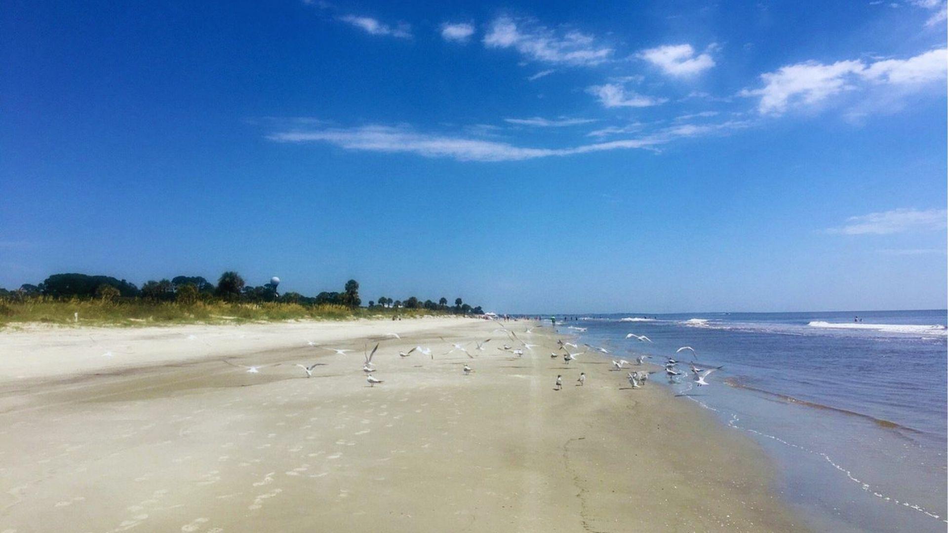 Seagulls taking flight over sandy beach shoreline with blue sky and distant beachgoers swimming offshore.