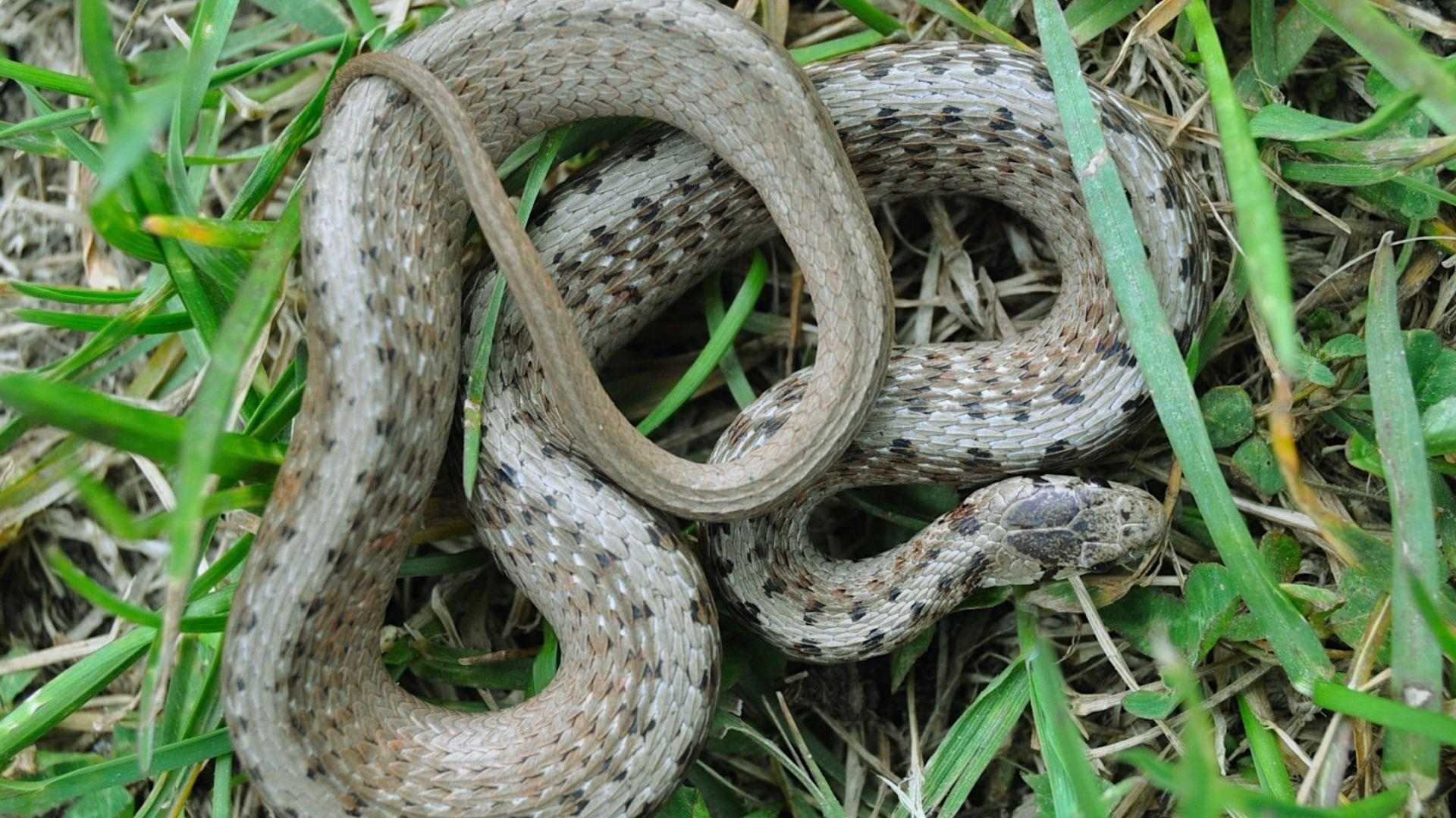 Small brown DeKay's snake with black spots coiled in green grass, head turned right