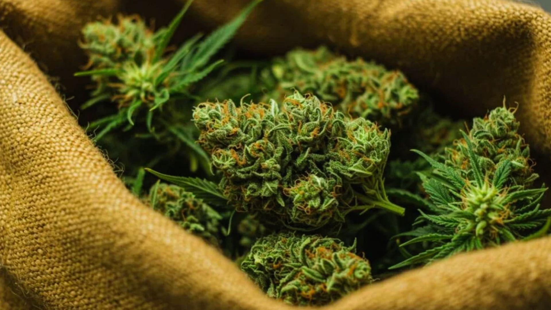 Dense green cannabis buds with orange hairs nestled inside an open burlap sack with leaves