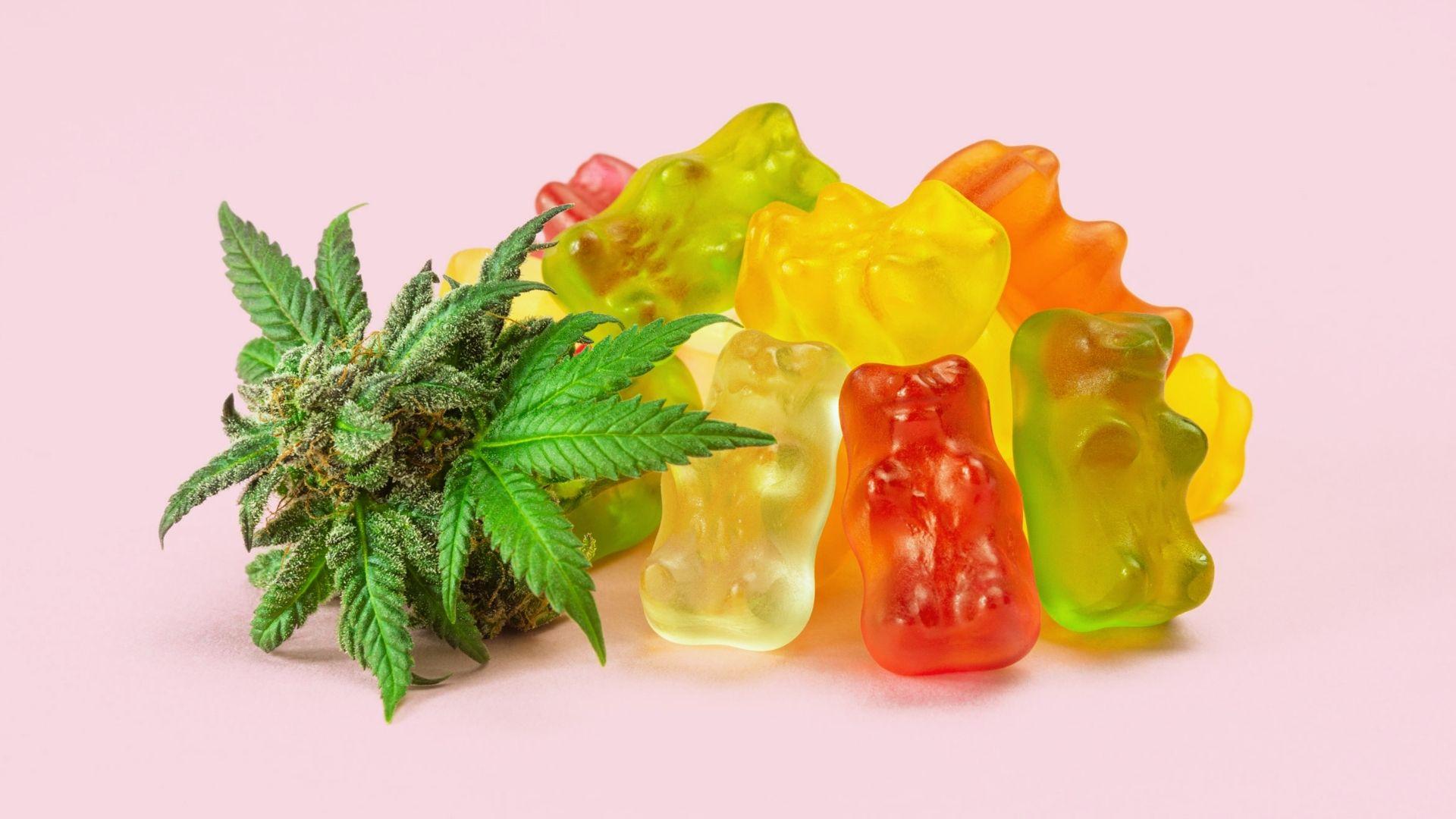 Colorful gummy bears piled next to a cannabis bud with green leaves on pink background