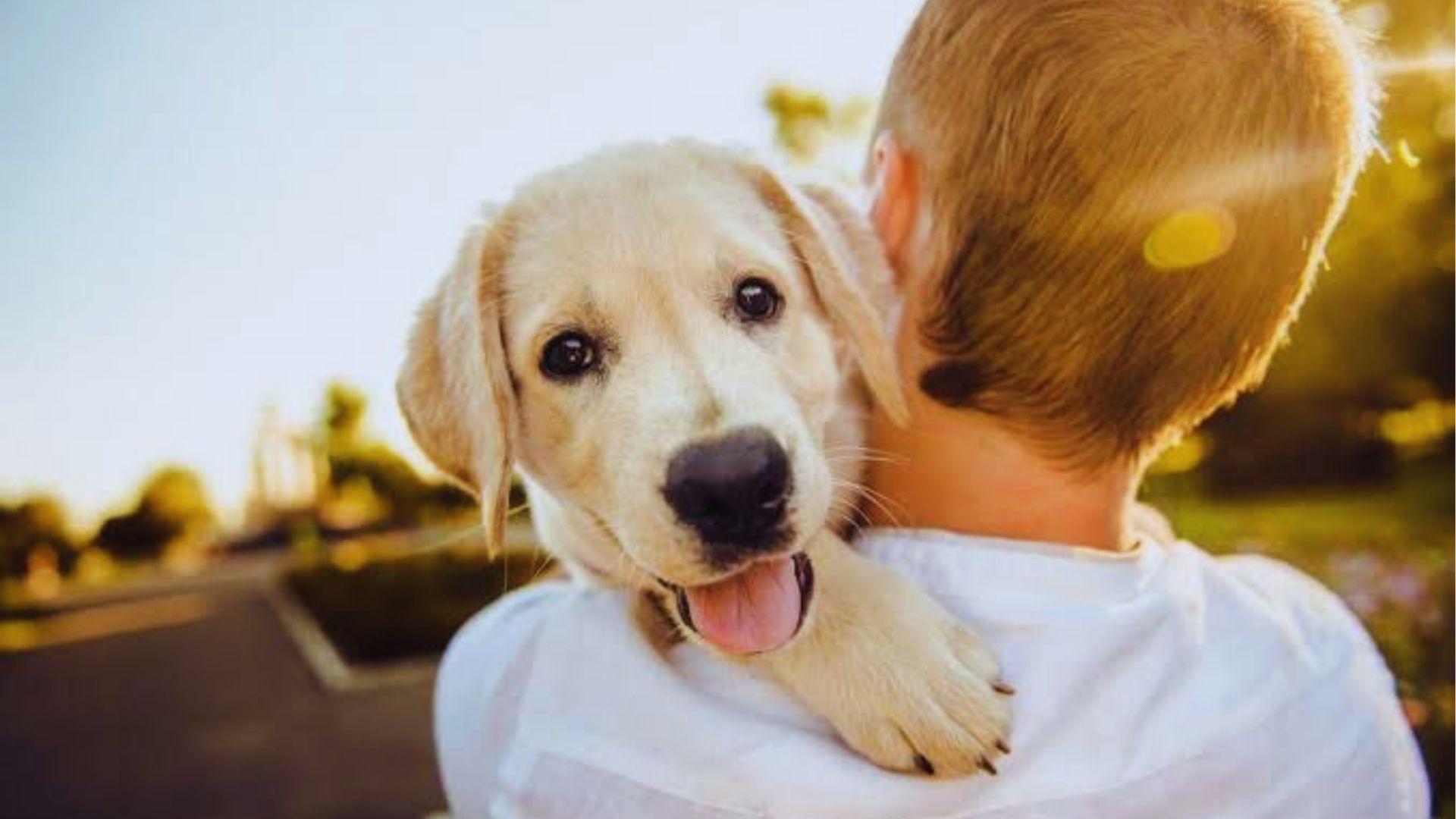 Golden retriever puppy peeking over young boy's shoulder outdoors on sunny day with tongue out.