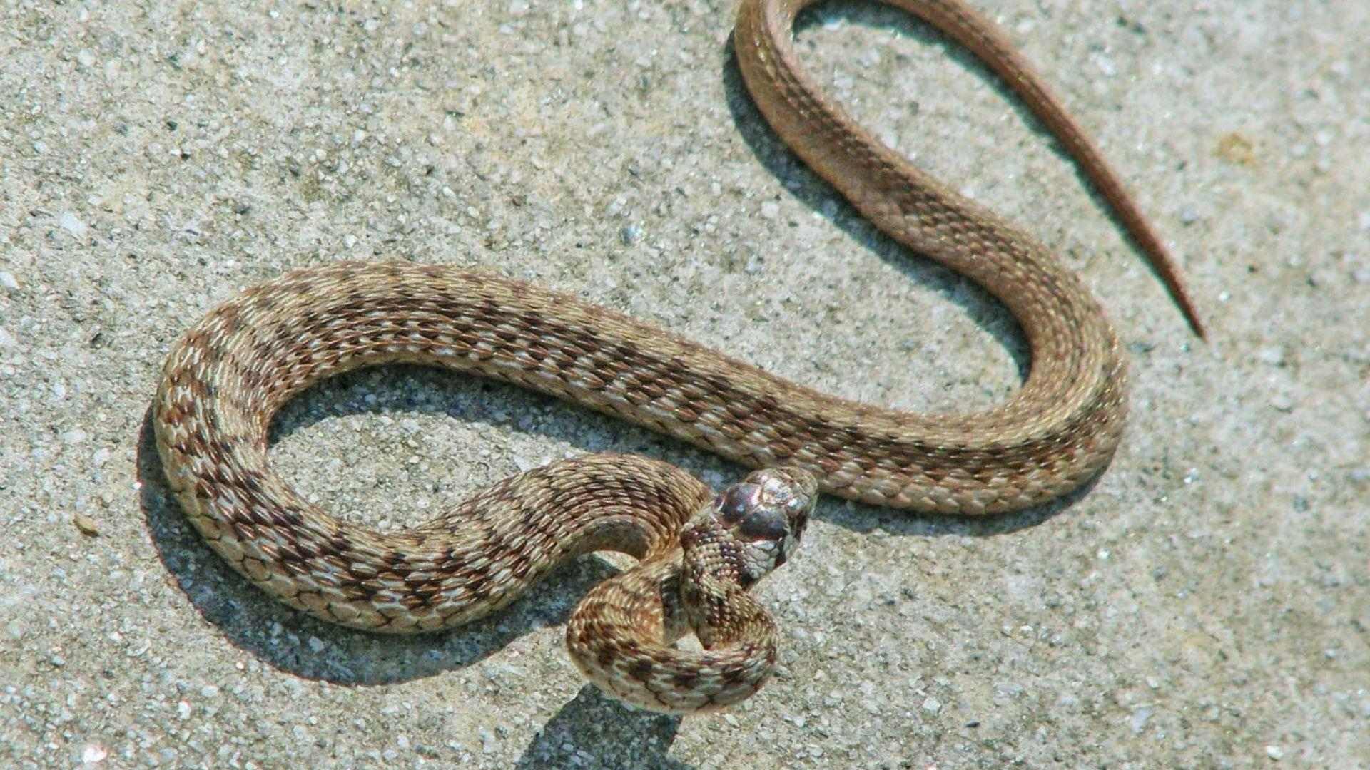 Light brown DeKay's brown snake coiled on rough gray concrete, head raised looking toward camera