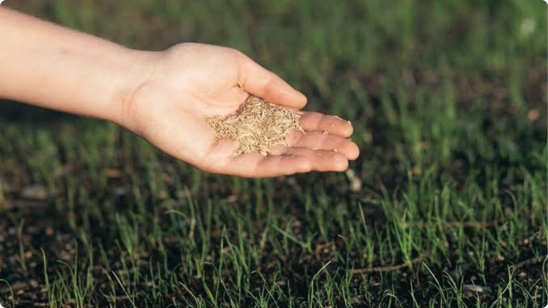 Hand holding dry grass seeds over young sprouting lawn in Georgia ready for seasonal planting.