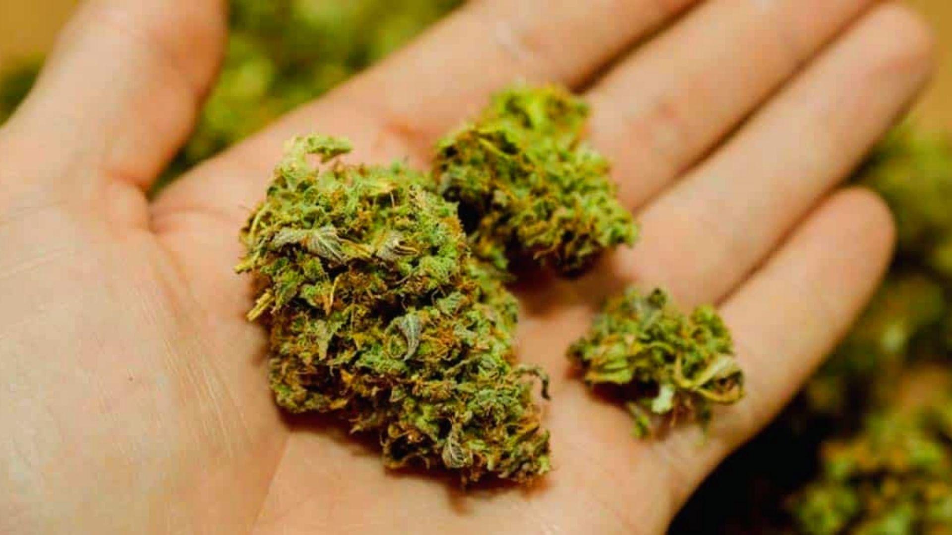 Close-up of dried green cannabis buds resting in the palm of an open hand