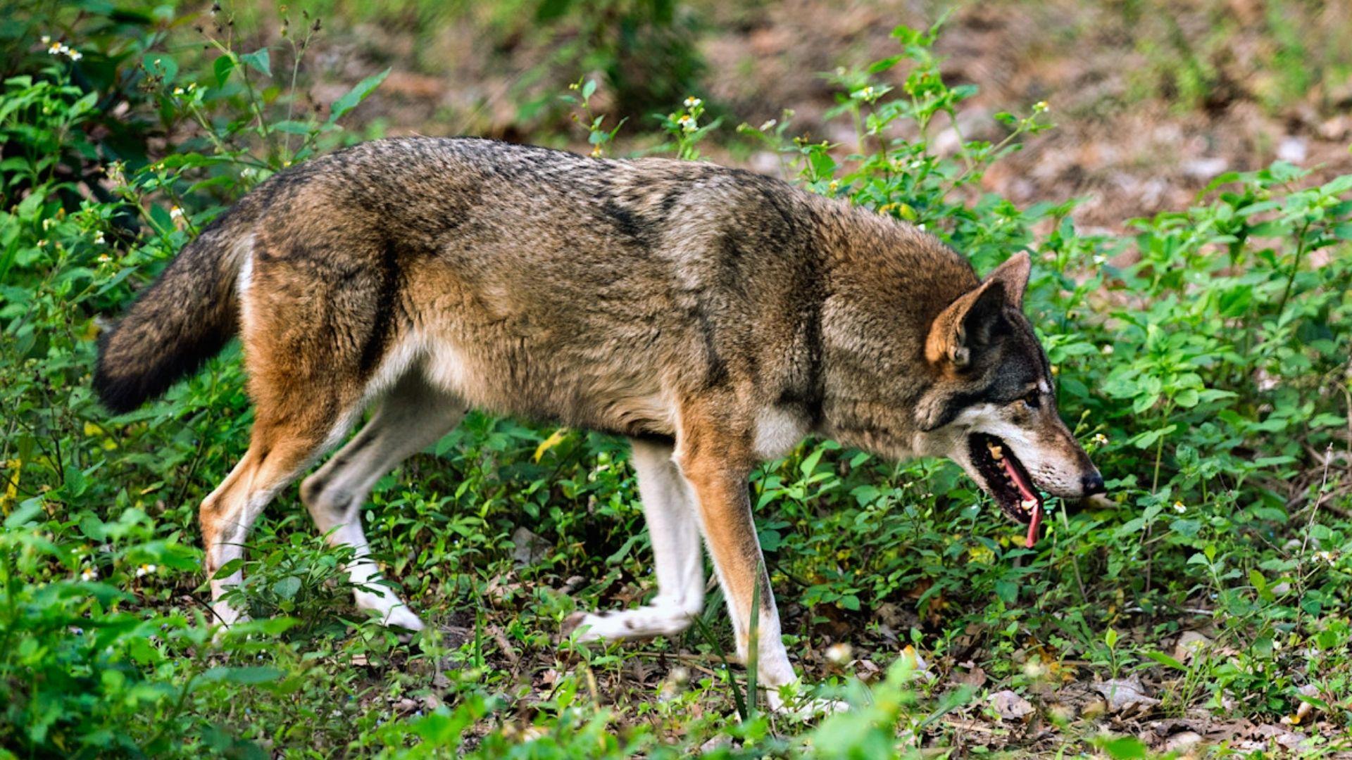 Brown and gray wolf walking through green underbrush with mouth open and tongue visible
