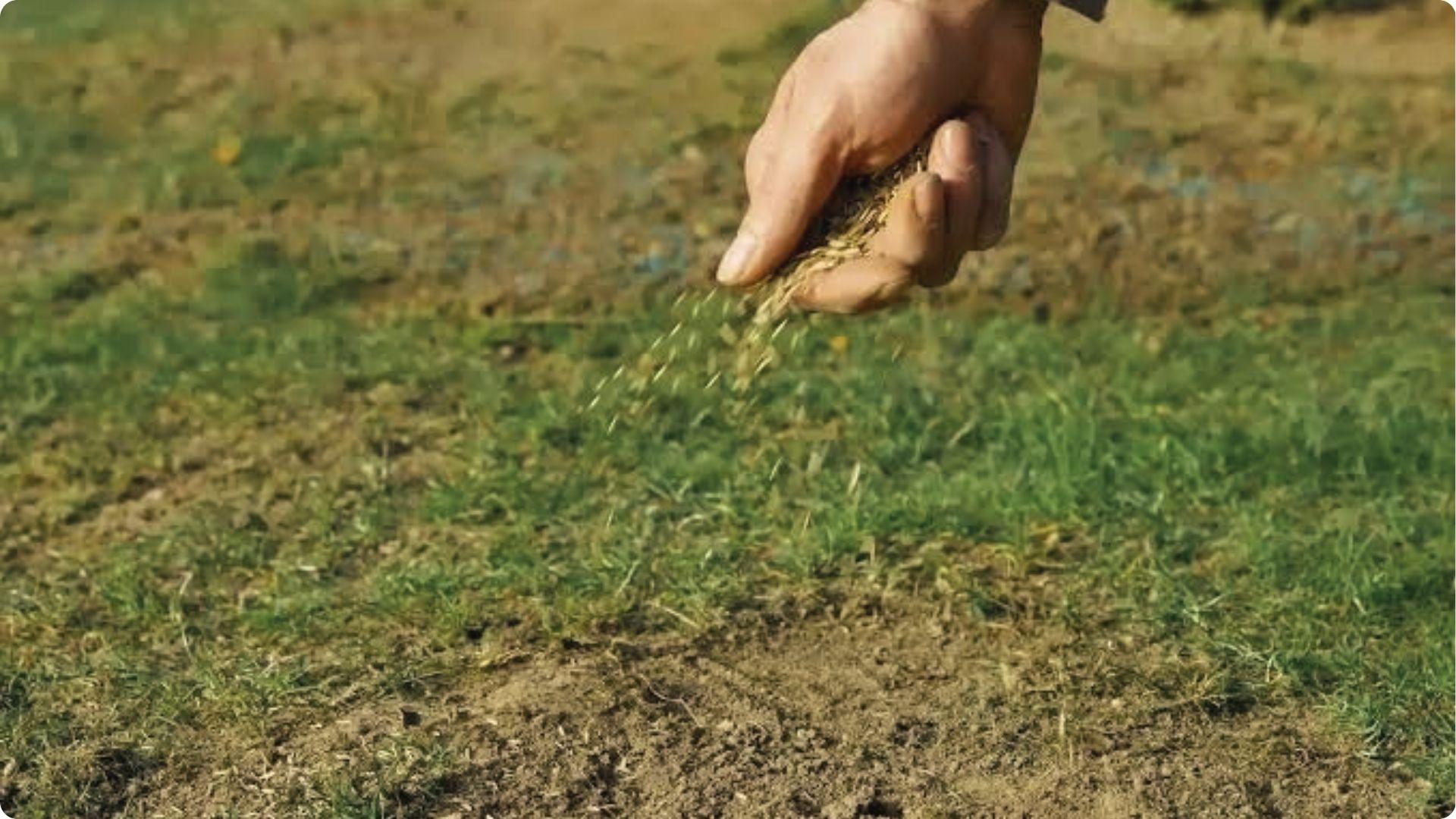 Hand sprinkling grass seeds onto patchy bare lawn in Georgia for fall overseeding and repair.