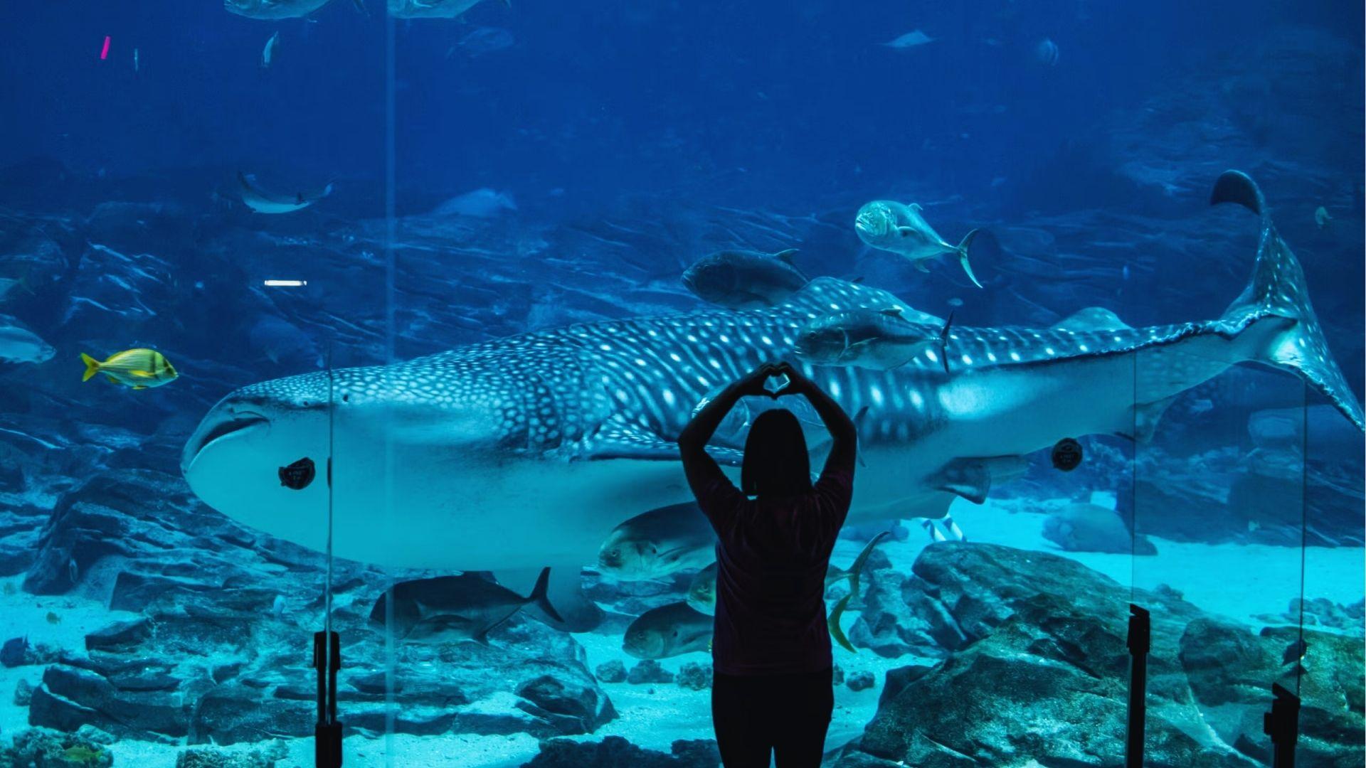 Visitor making heart shape with hands while whale shark swims behind aquarium glass with fish.