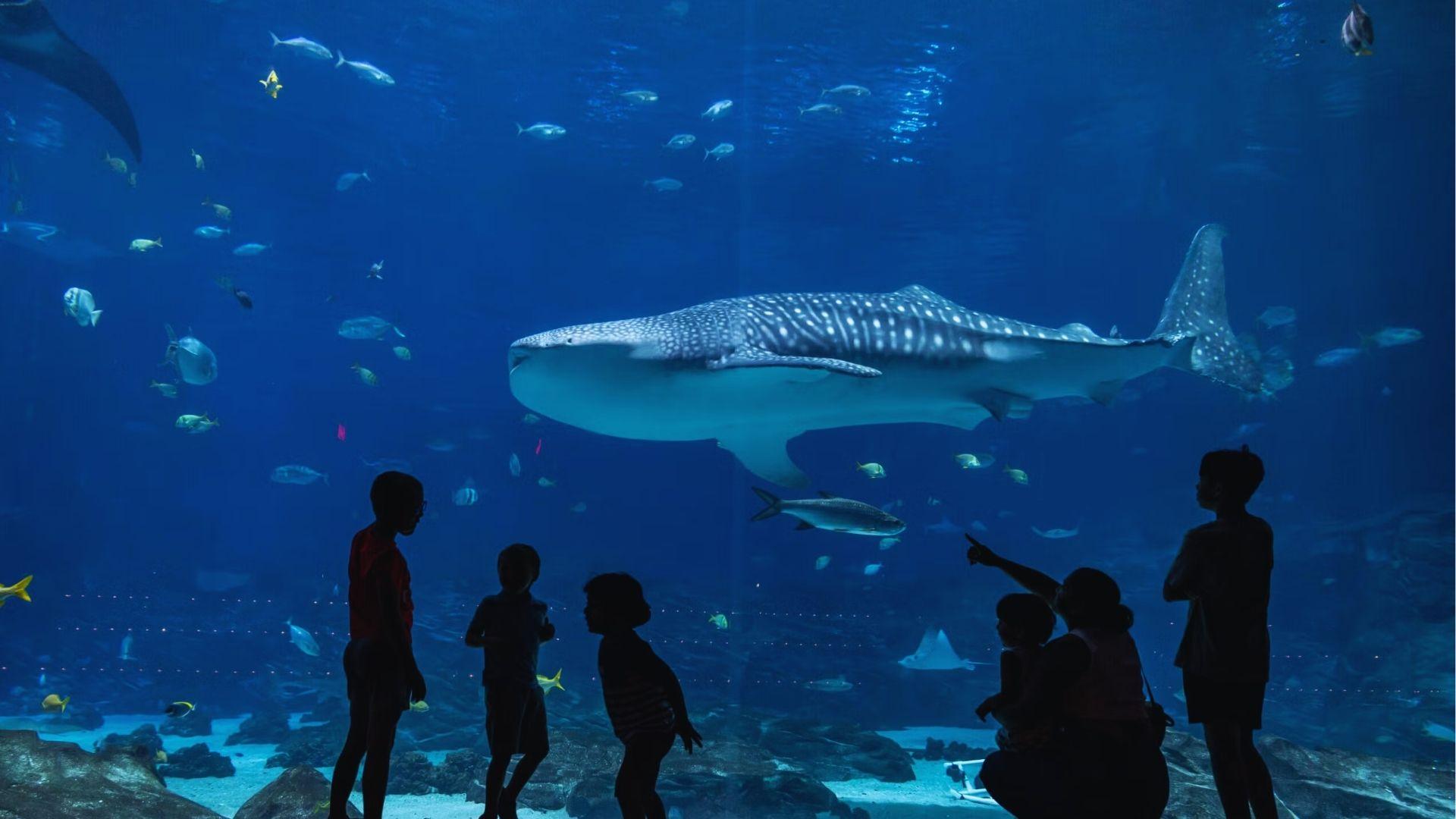 Silhouettes watching whale sharks glide through blue aquarium water surrounded by colorful small tropical fish.