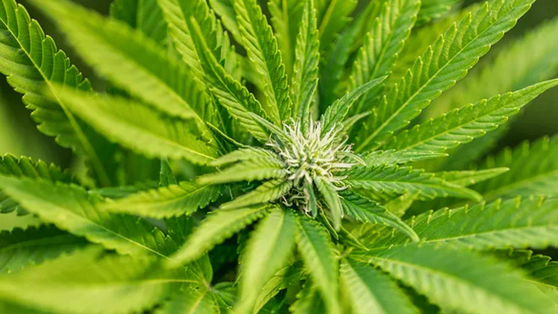 Close-up of vibrant green cannabis plant with serrated leaves and central flowering bud in sunlight