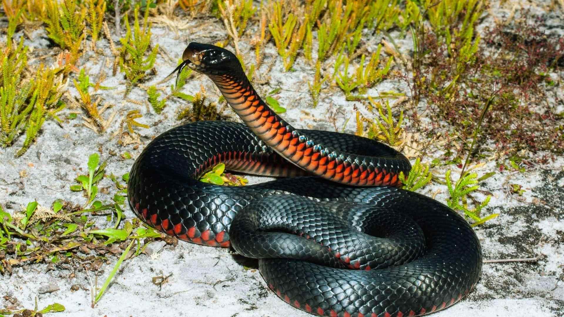 Shiny black snake with bright red-orange belly coiled on sandy ground, tongue flicking, head raised