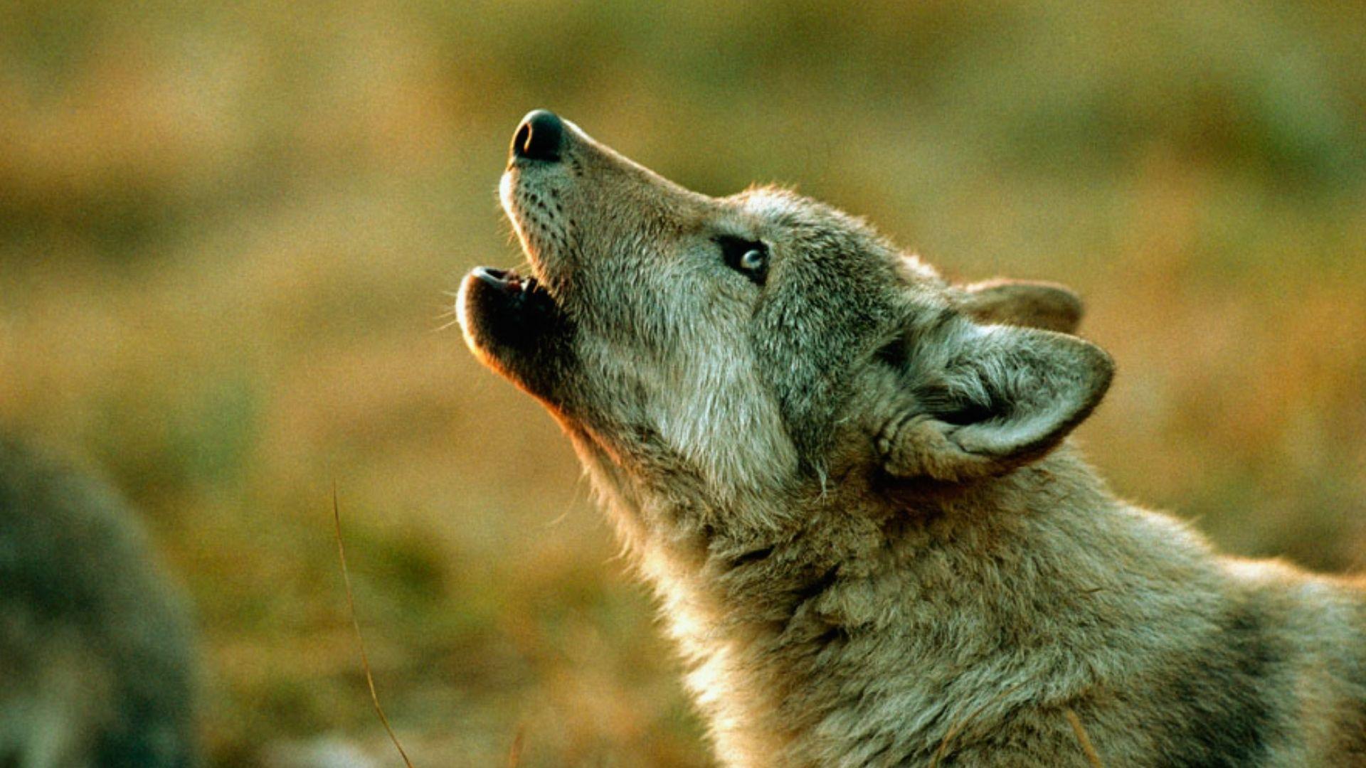 Gray wolf pup howling upward in golden sunset light with soft blurred grassy background